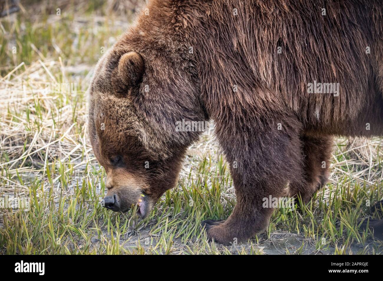 Le grizzli semé (Ursus arctos horribilis) se nourrit de graminées, Alaska Wildlife conservation Centre; Portage, Alaska, États-Unis d'Amérique Banque D'Images