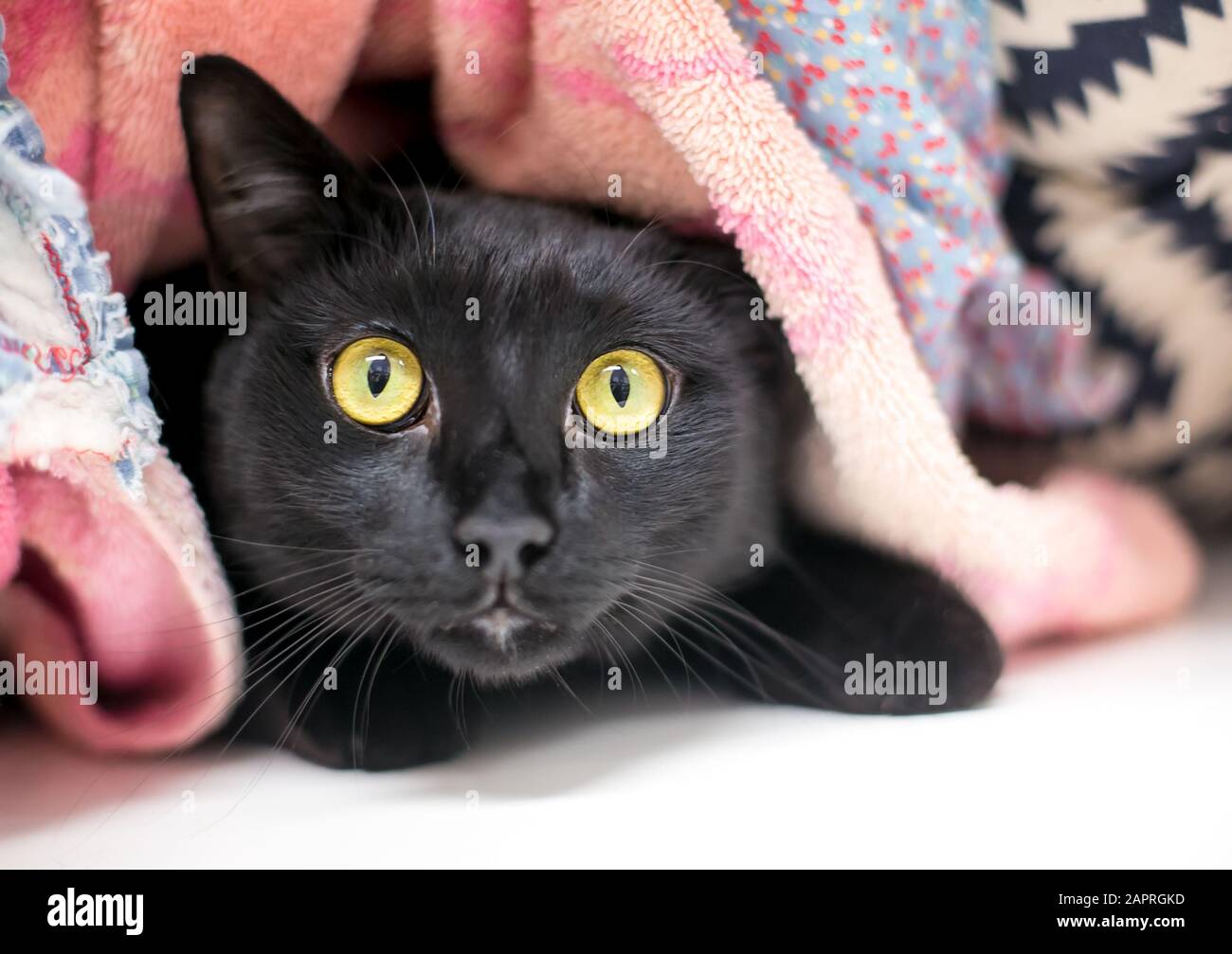 Un chat timide noir domestique de shorthair se cachant et de peeking hors de sous des couvertures Banque D'Images