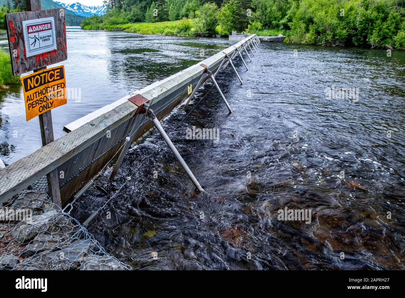Pêcher le déversoir sur la rivière russe avec du saumon en premier plan, péninsule de Kenai, centre-sud de l'Alaska; Alaska, États-Unis d'Amérique Banque D'Images