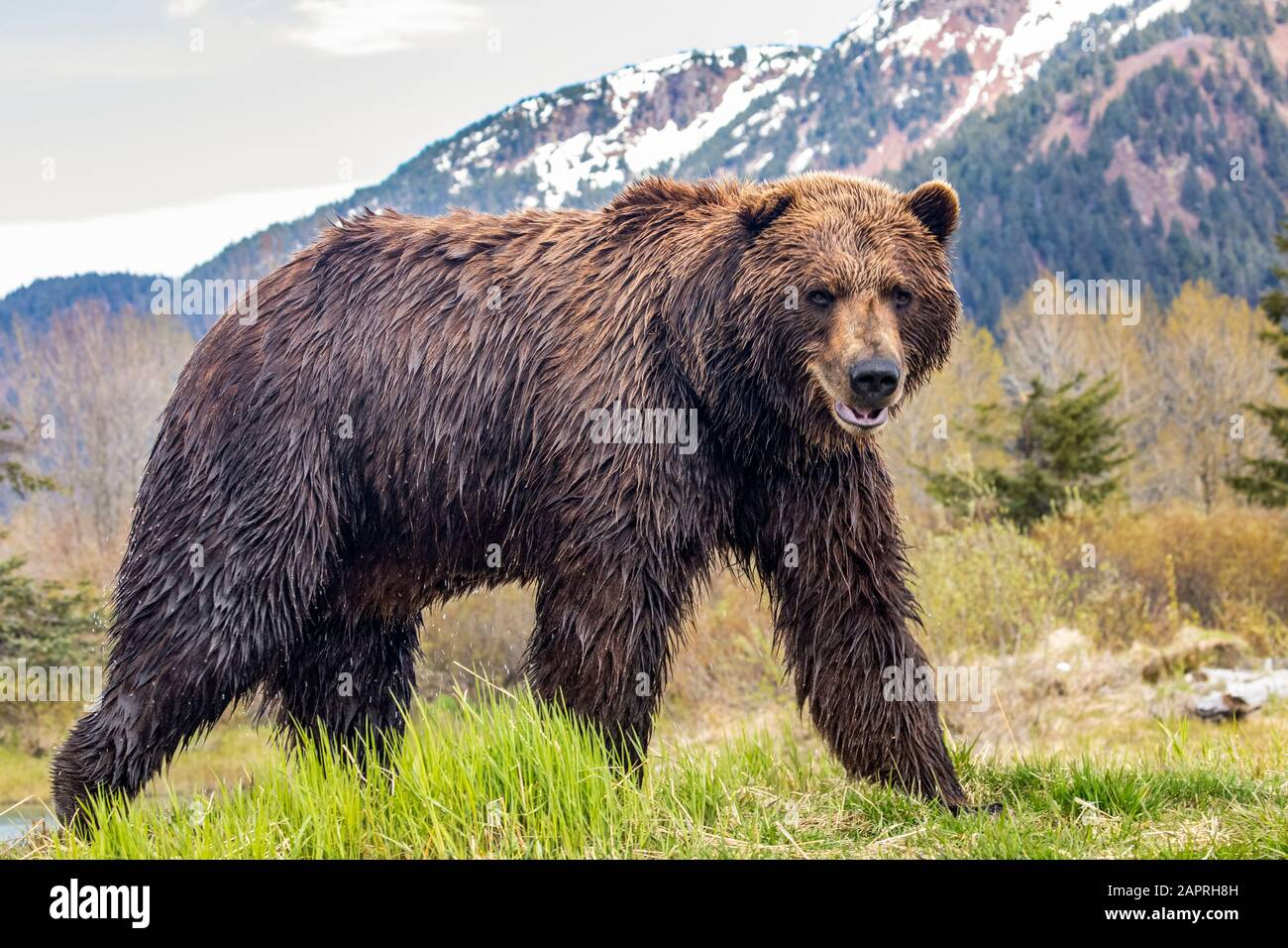 Ours brun (Ursus arctos) sanglier, grand homme regarde la caméra, Alaska Wildlife conservation Centre, centre-sud de l'Alaska Banque D'Images