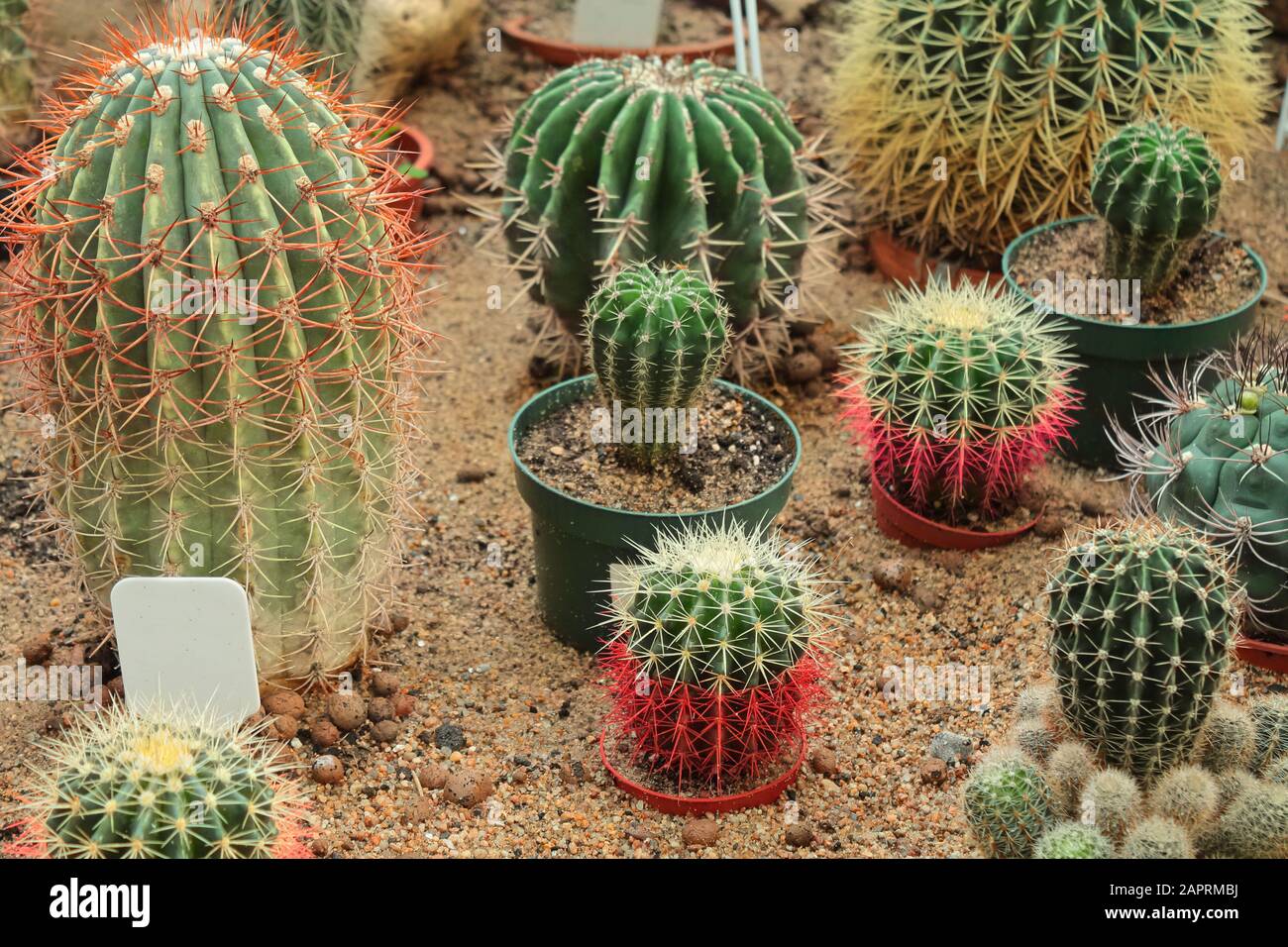 Une variété de plantes à épineaux poussent dans le sable et les pierres. Les  cactus sont parfaits pour décorer des appartements et des bureaux. Fleurs à  l'intérieur Photo Stock - Alamy
