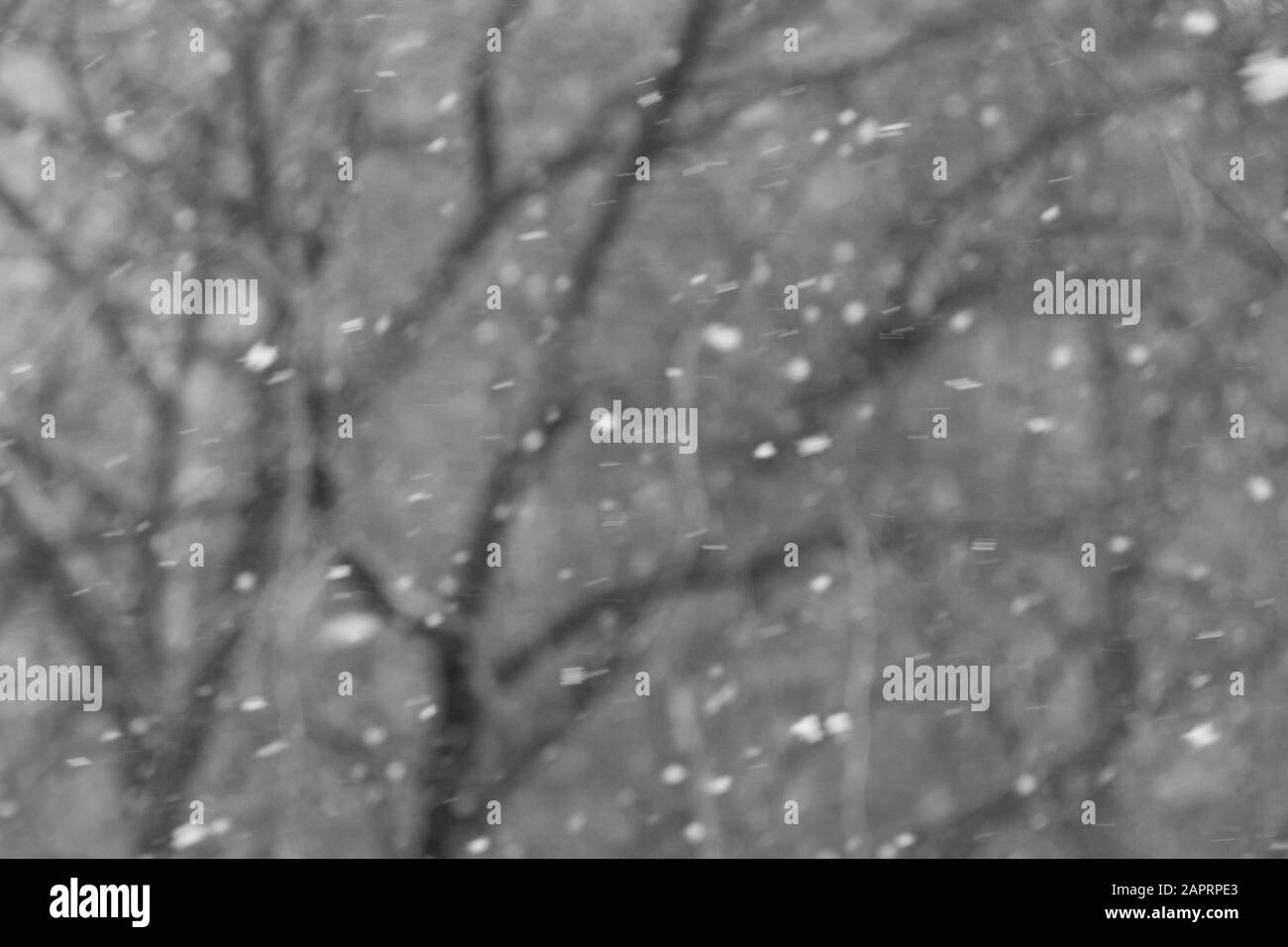 photo en noir et blanc des chutes de neige contre les arbres Banque D'Images