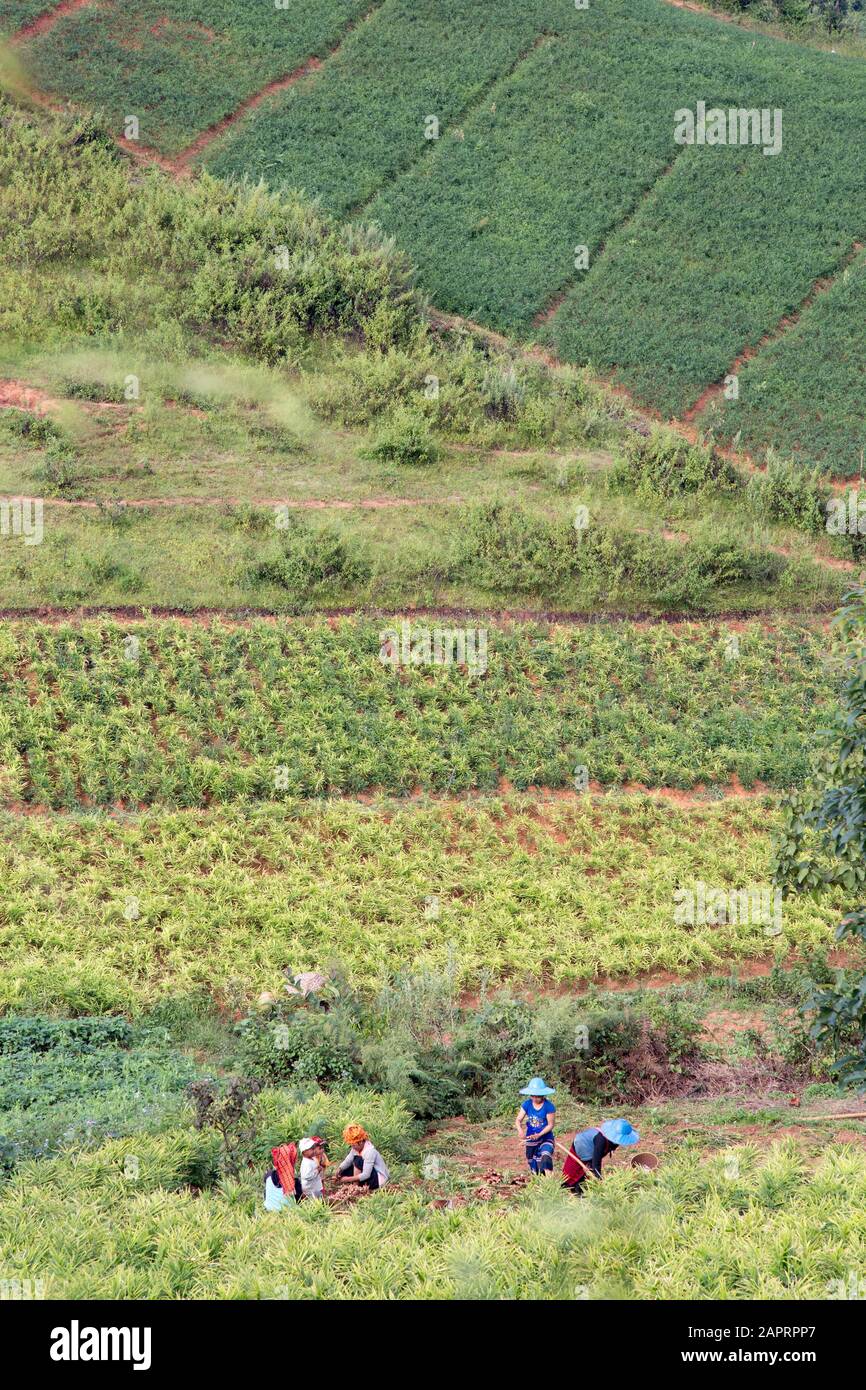 Myanmar (principalement des femmes) travaillant dans un champ de gingembre coloré Banque D'Images