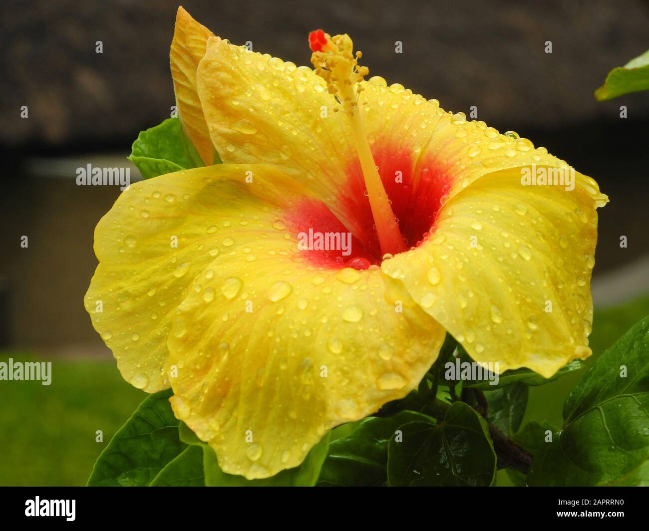 Fleur de Hibiscus jaune (Malvaceae) avec des gouttes de pluie, Inde, Kerala, Kochi Banque D'Images