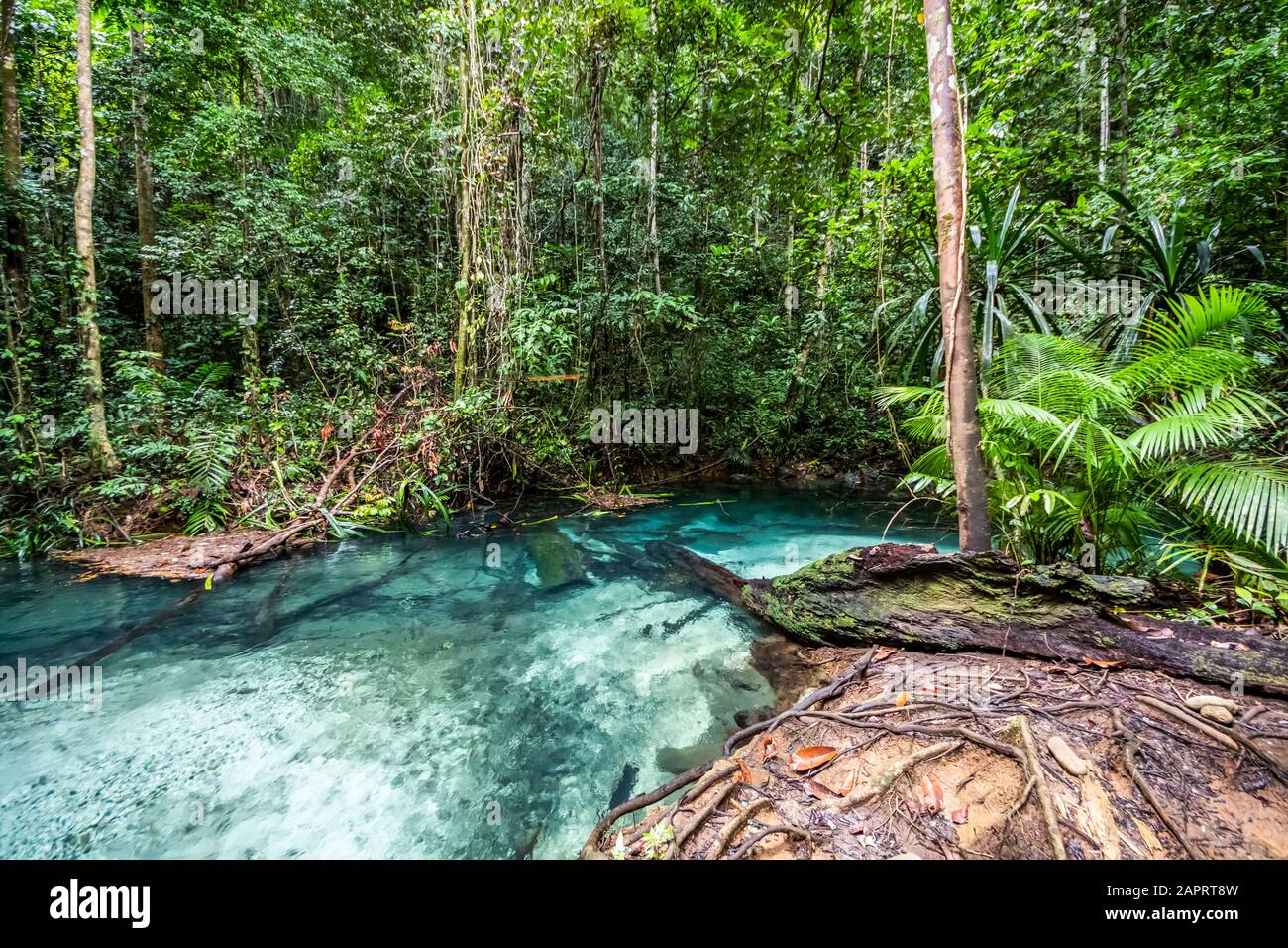 Kali Biru (Blue River); Papouasie occidentale, Indonésie Banque D'Images