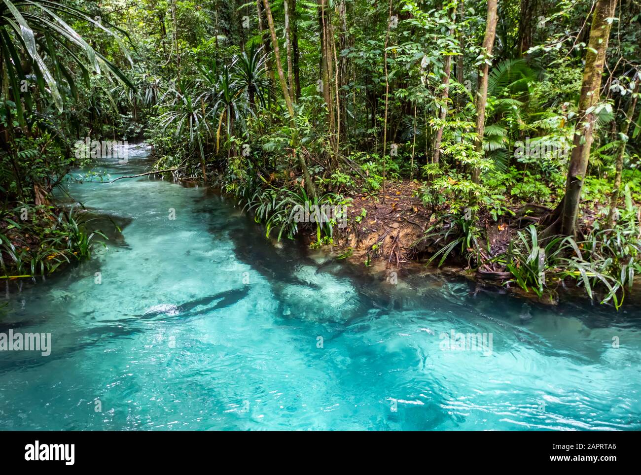 Kali Biru (Blue River); Papouasie occidentale, Indonésie Banque D'Images