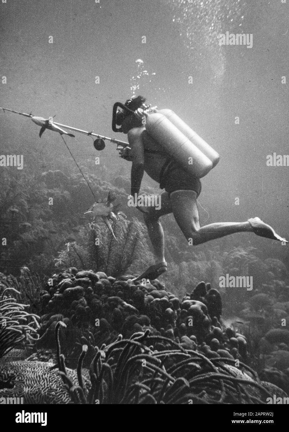 Antilles néerlandaises et Suriname au moment de la visite royale de la Reine Juliana et du Prince Bernhard en 1955 UN plongeur avec un harpon dans la baie de Fuik Date: Octobre 1955 lieu: Curaçao mots clés: Plongeurs, photographie sous-marine Banque D'Images