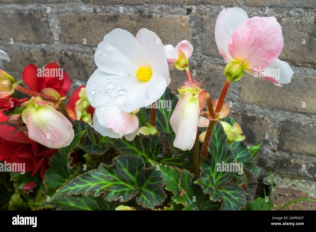 Tuberous Begonia avec des fleurs en blanc, rouge et rose clair. Des feuilles vert foncé avec un magnifique motif. Banque D'Images