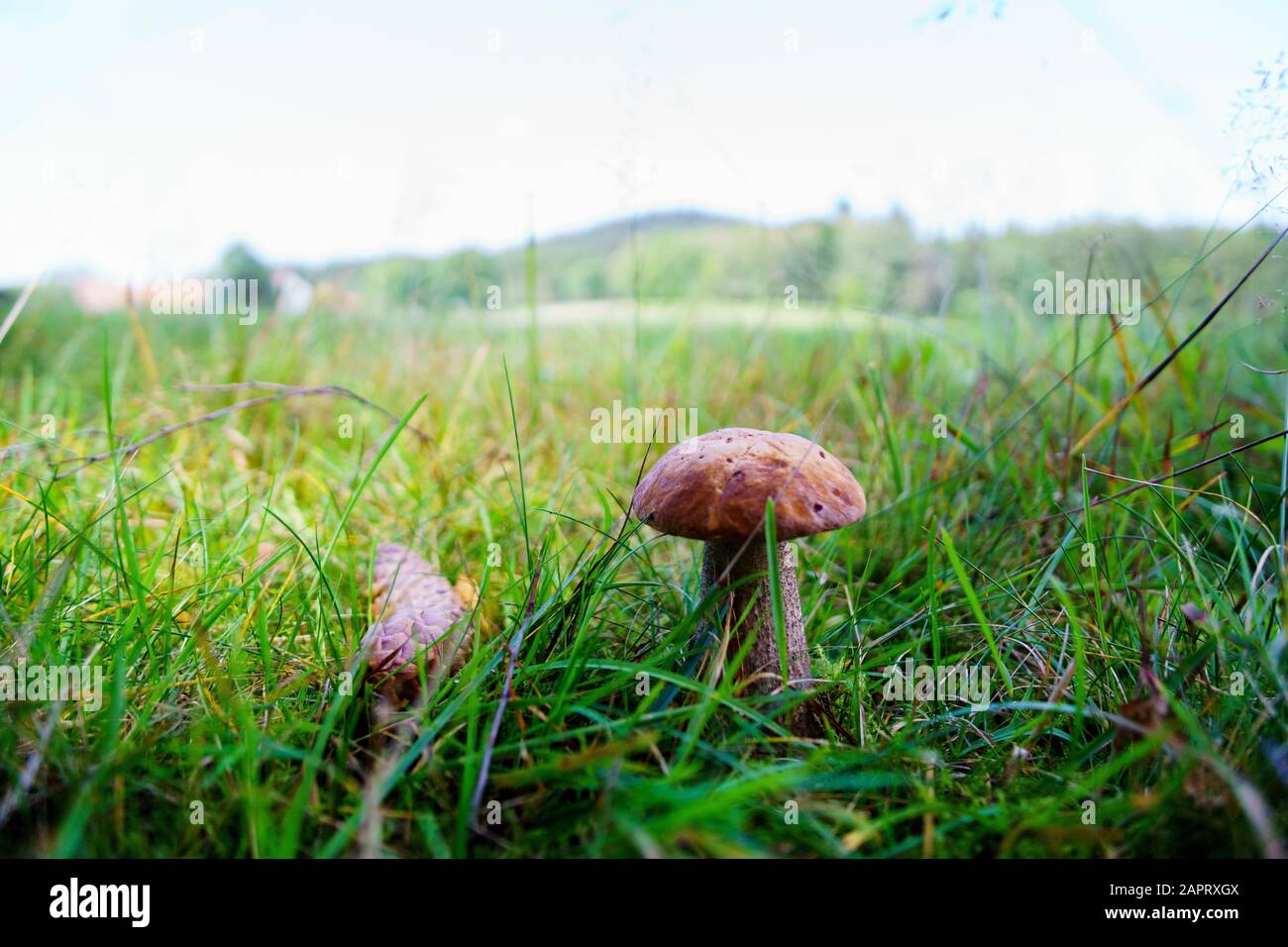 champignons de bouleau en randonnée dans la forêt bavaroise Banque D'Images