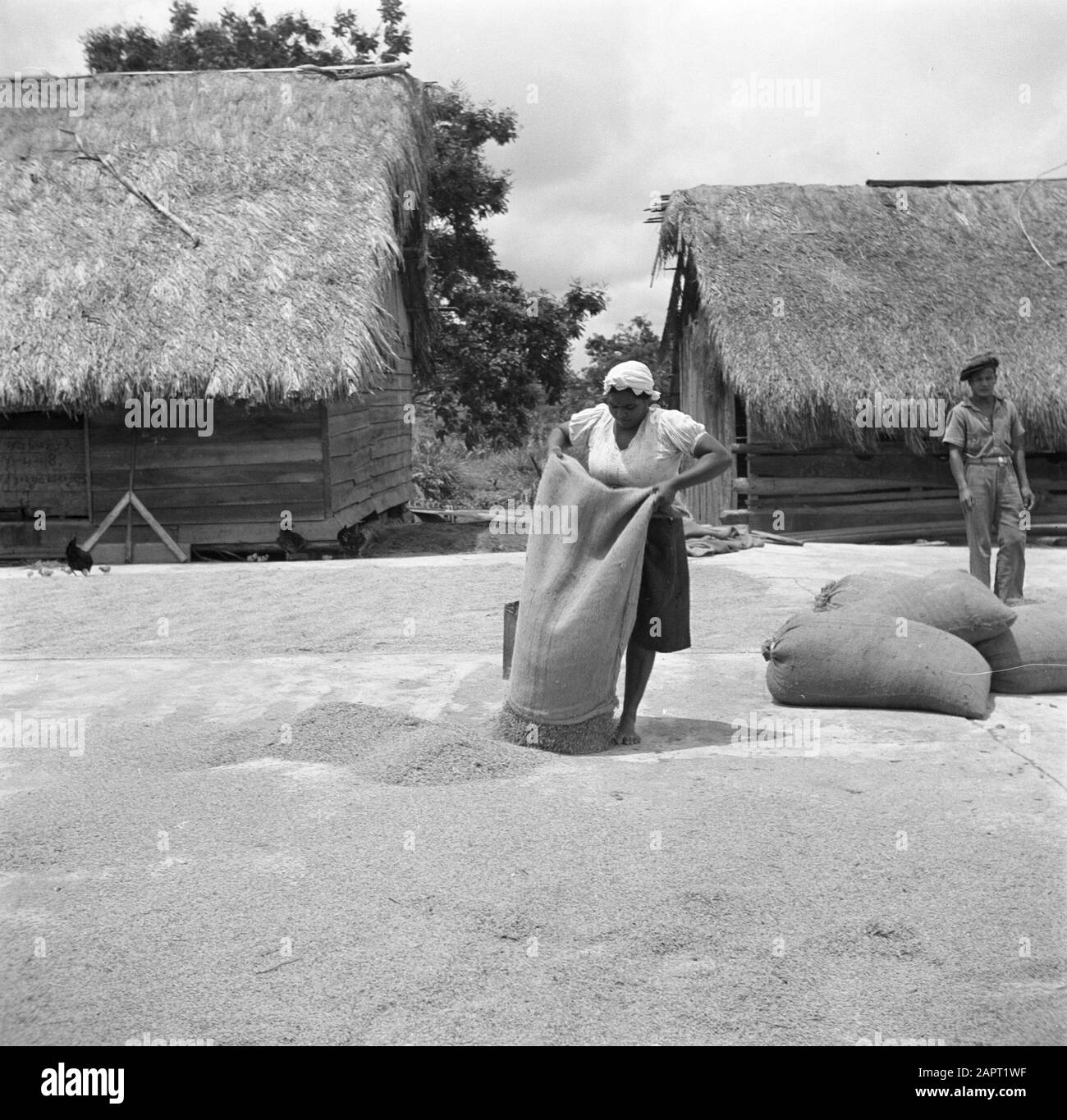Voyage au Suriname et aux Antilles néerlandaises une femme verse du riz sur un sol sec près du moulin à pélain dans Nickerie Date: 1947 lieu: Nickerie, Suriname mots clés: Autochtones, riz, femmes Banque D'Images