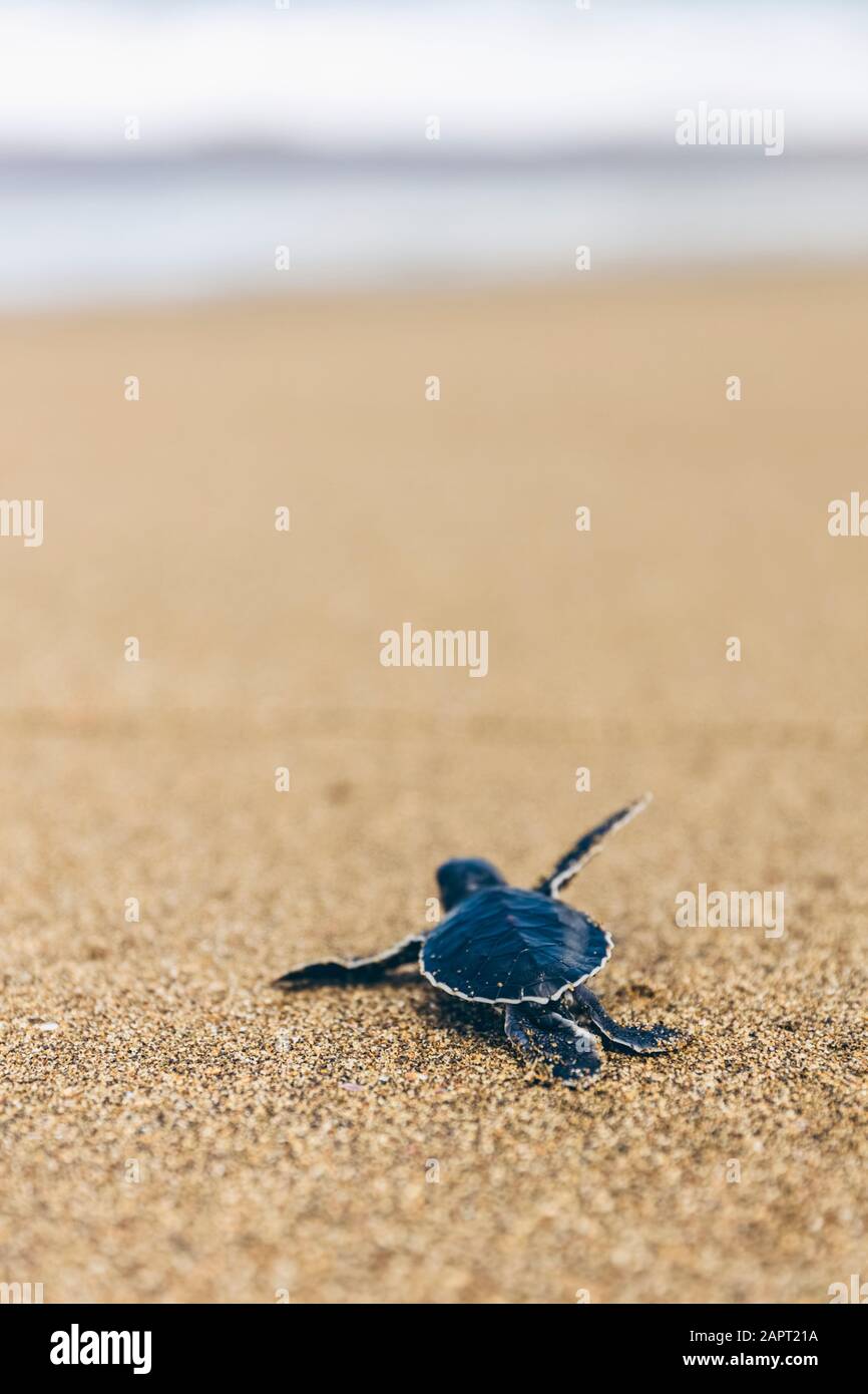 Petite tortue à Pantai Pandan Sari, rampant sur le sable; Java est, Java, Indonésie Banque D'Images