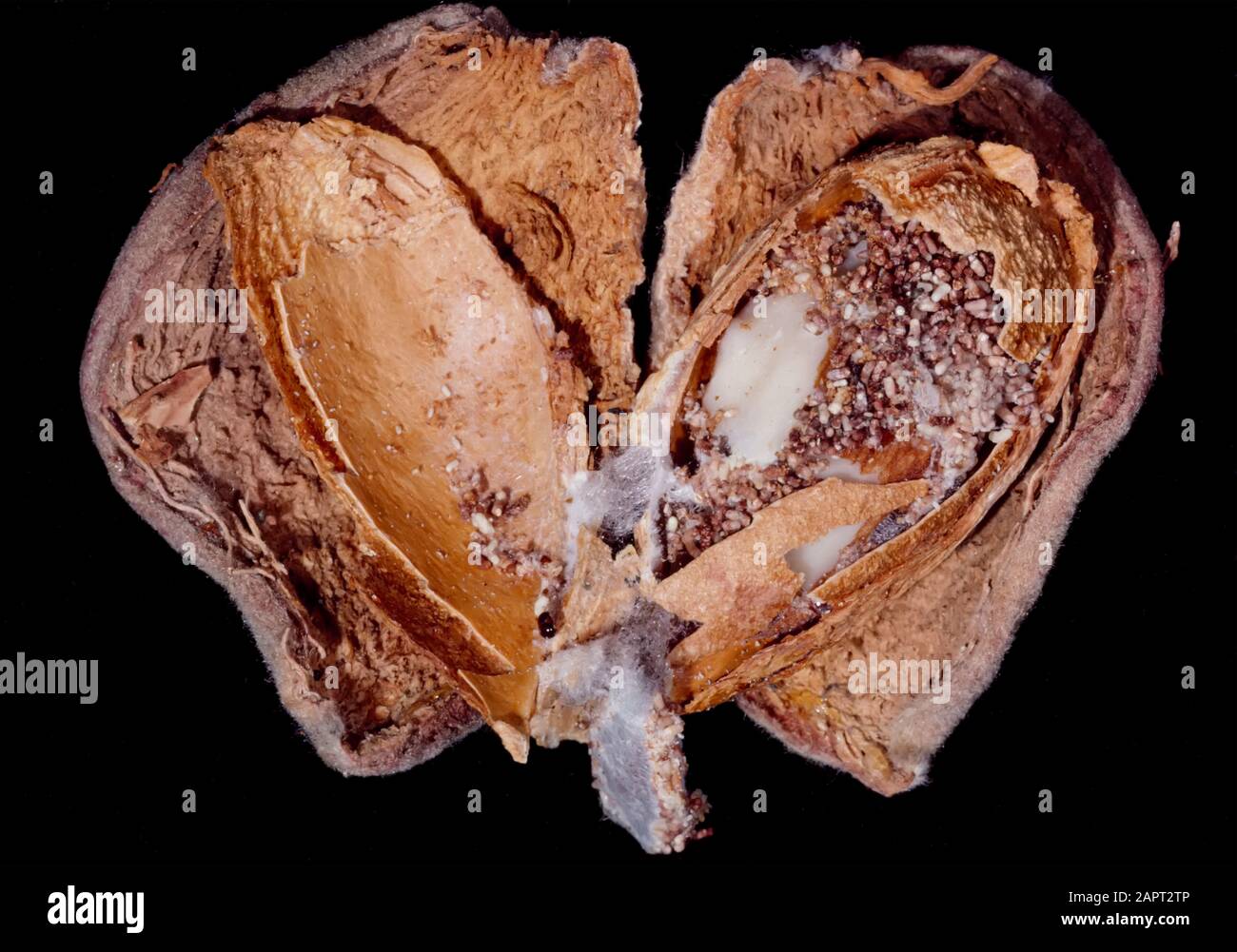Agriculture - dommages à la récolte, ver Navel Orange (Amyelois transitella) dommages à une amande ouverte. Banque D'Images