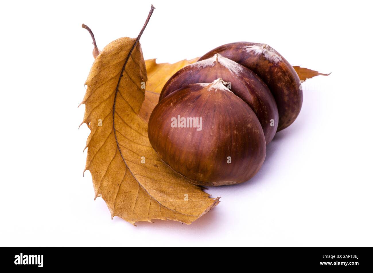 Feuille de châtaignier Banque d'images détourées Alamy — free download