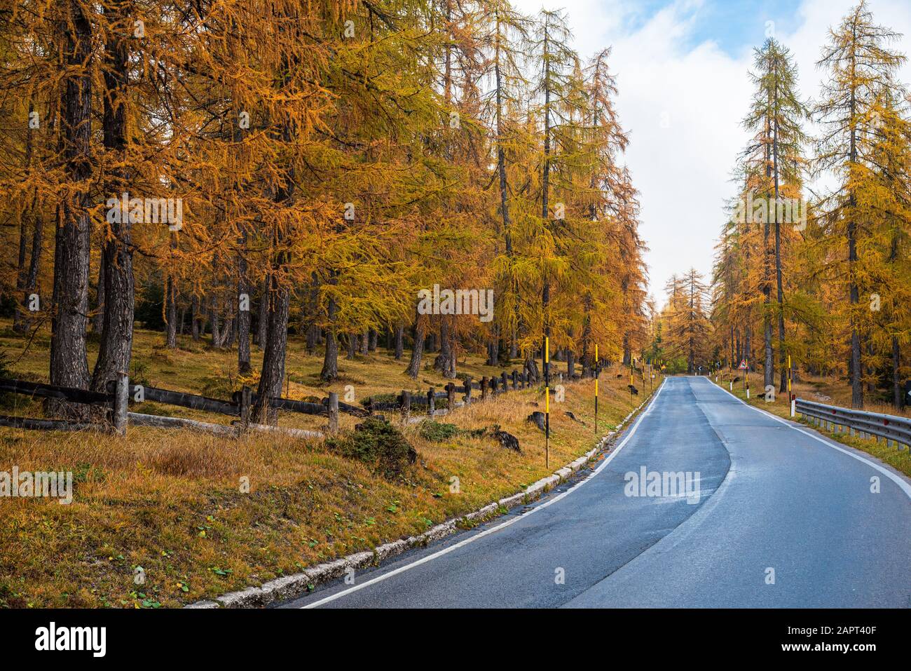 Magnifique route rurale vide idyllique passant par les Alpes alpines italiennes montagnes avec des pins jaunes en automne Banque D'Images