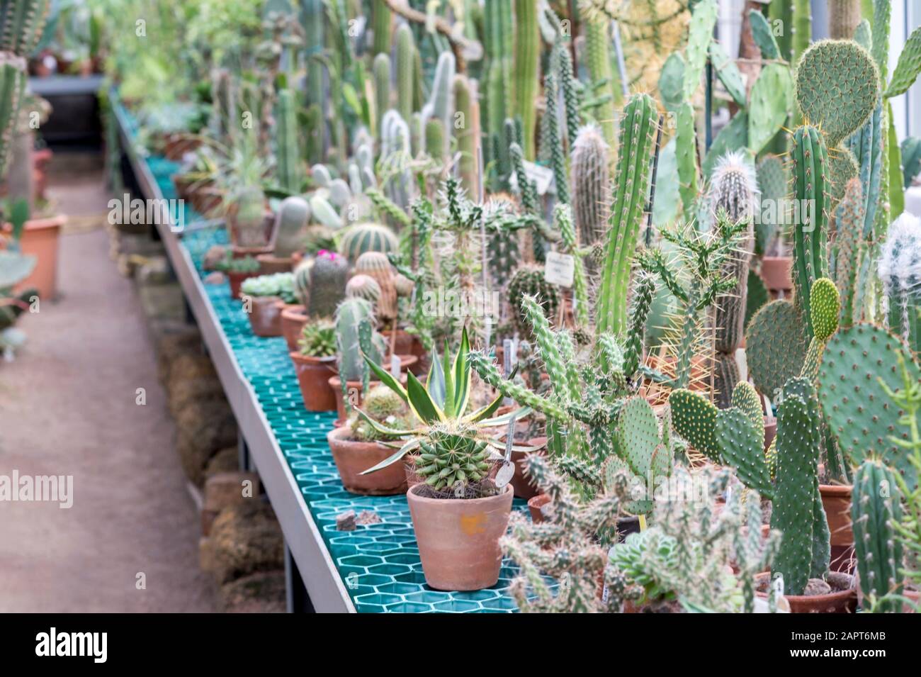 Flou. Reproduction du Cactus. Variété de succulents dans la serre. Contexte. Concept de reproduction végétale. Banque D'Images