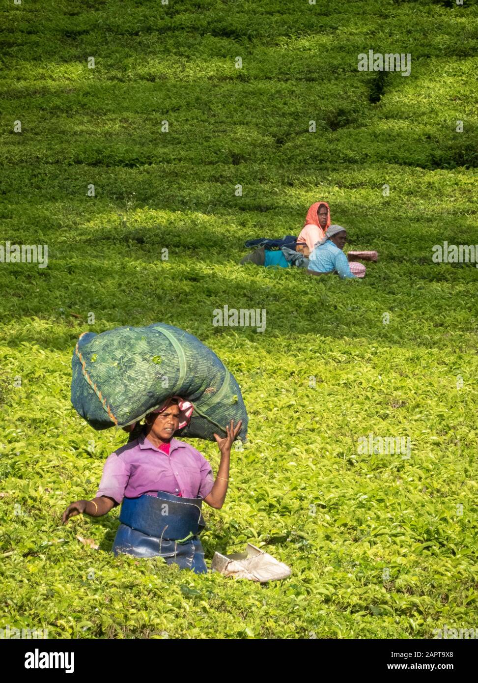 Des pickers à feuilles de thé, un portant un grand sac sur sa tête, dans une plantation de Munnar, en Inde Banque D'Images