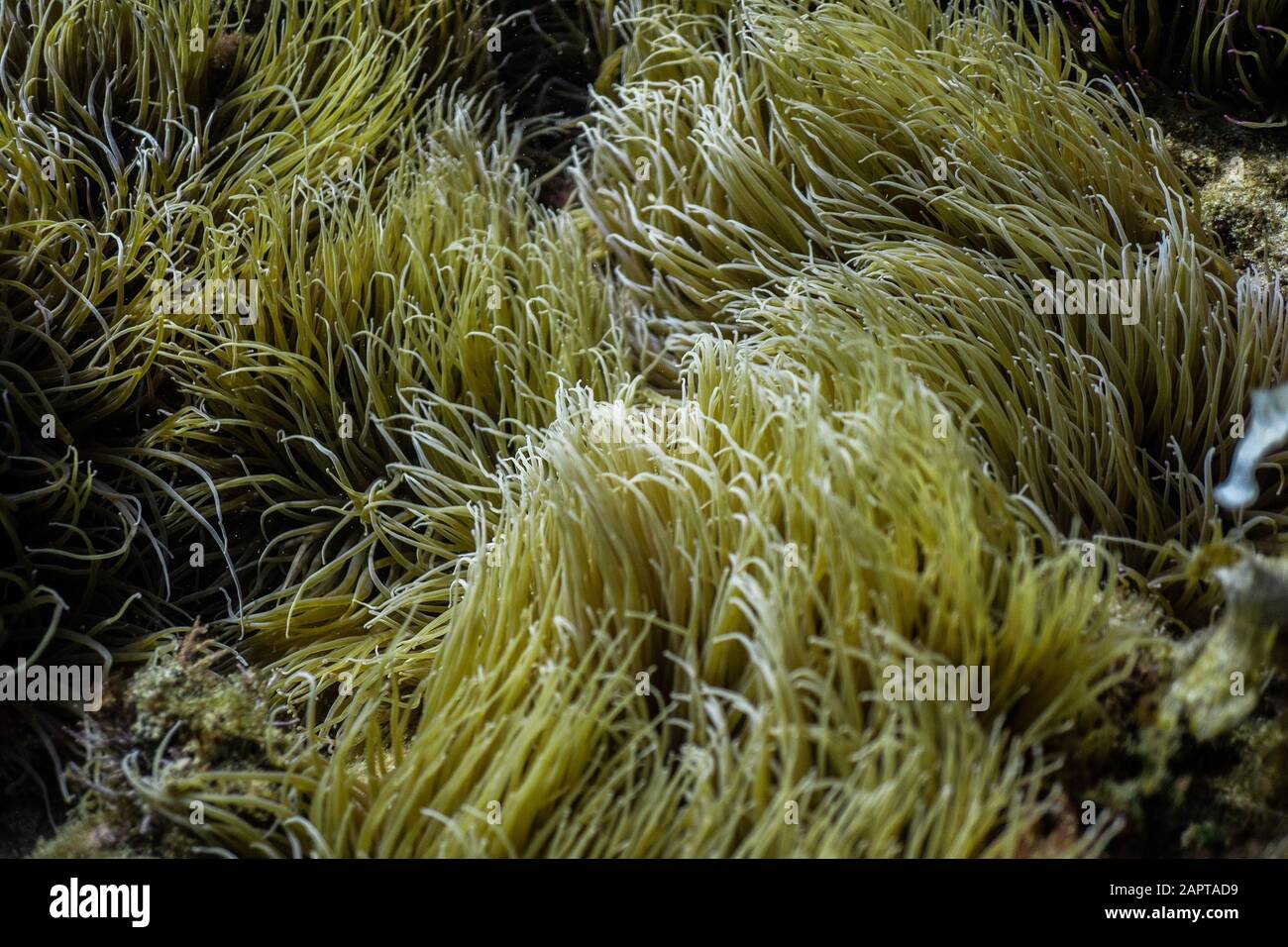 Anemonia sulcata, tentacules d'anémone de mer, mer Méditerranée Banque D'Images