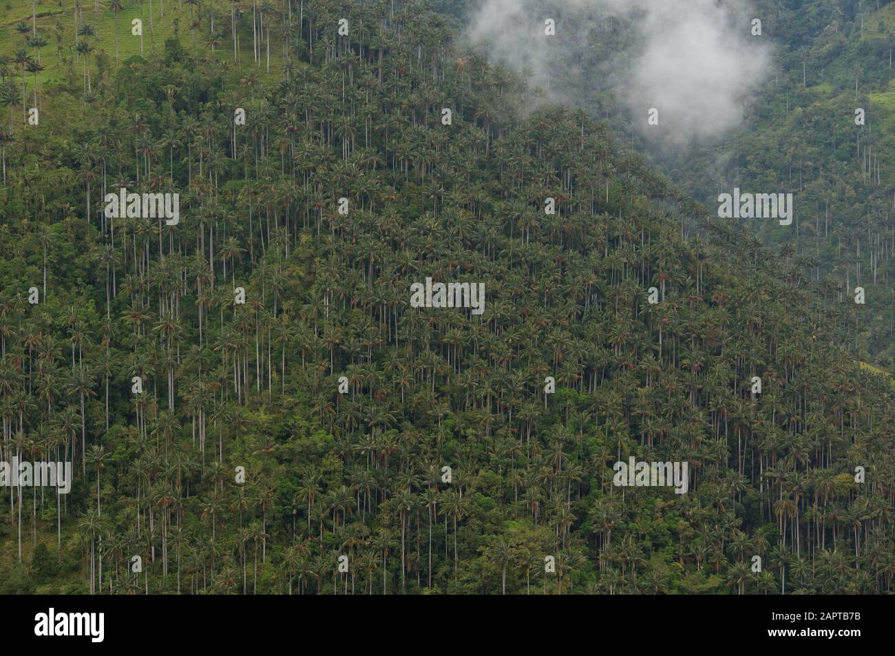 Palmiers en cire dans la vallée de Cocora Colombie Banque D'Images