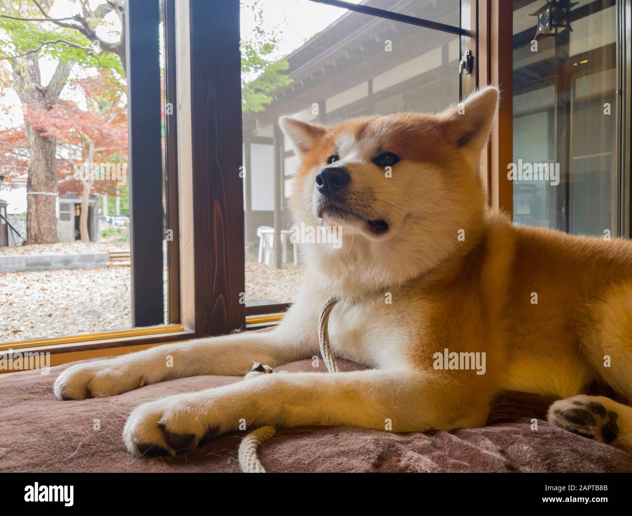 Gros plan sur le joli chien Akita à Kakunodate, Japon Banque D'Images