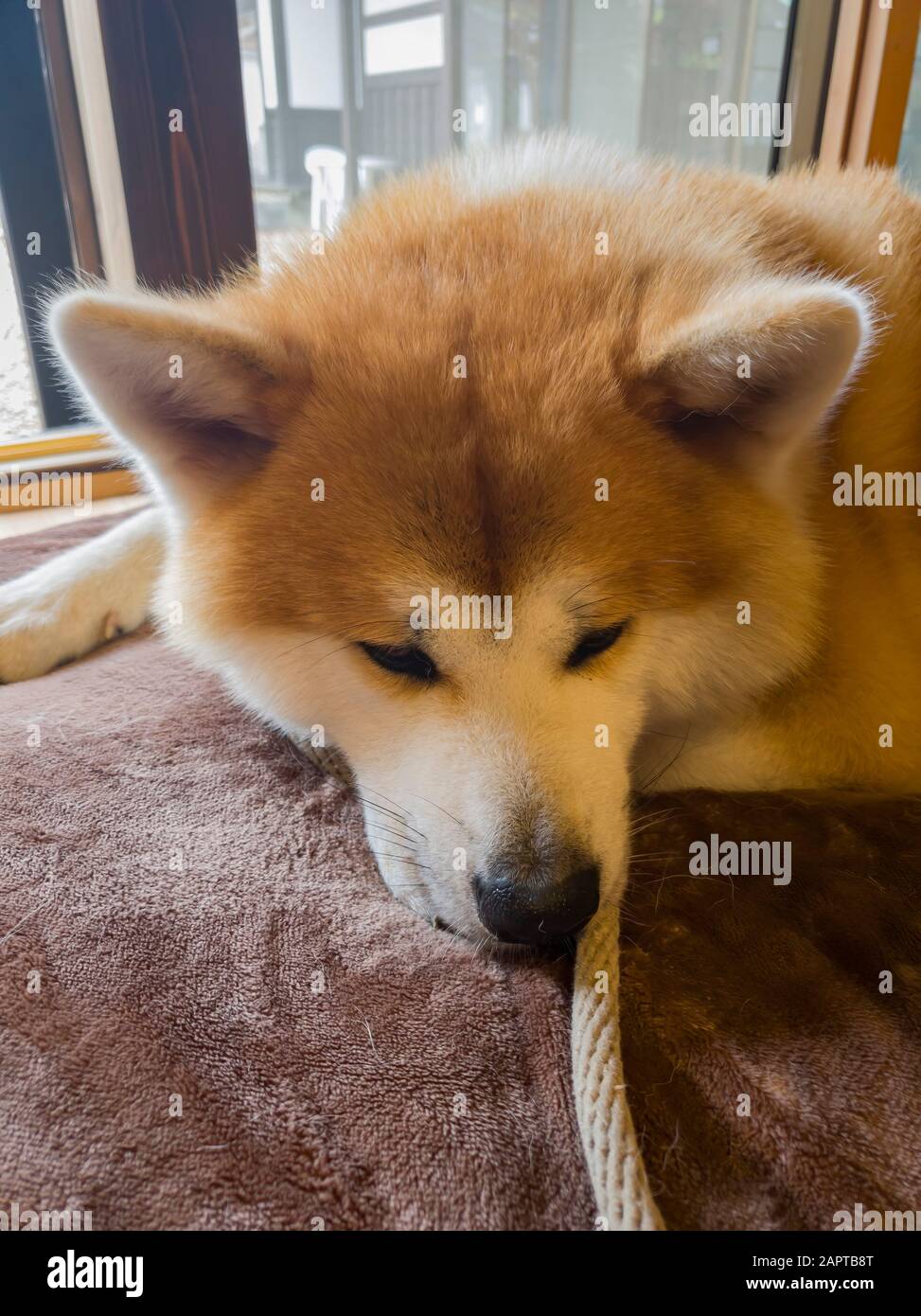 Gros plan sur le joli chien Akita à Kakunodate, Japon Banque D'Images