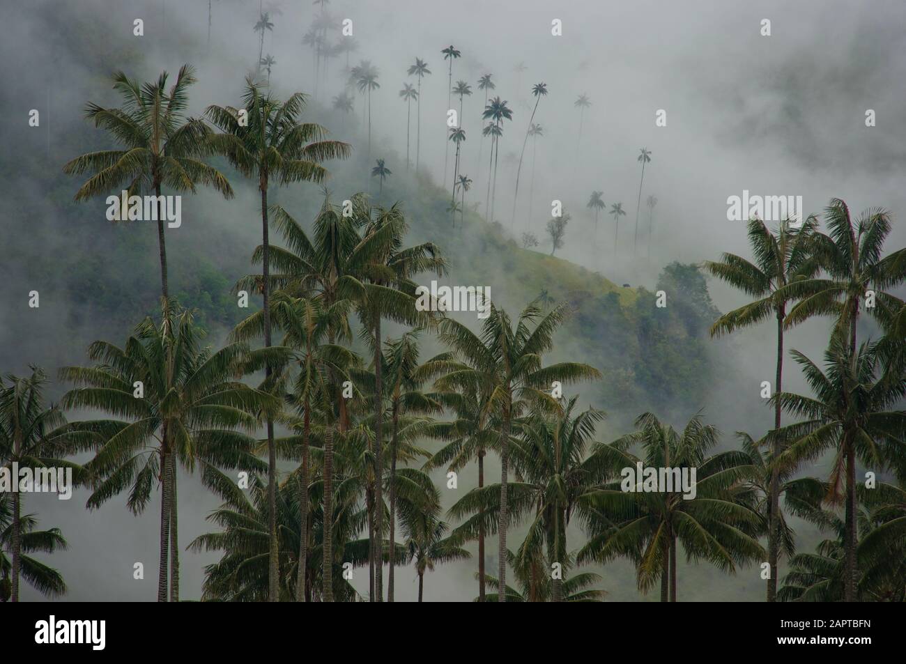 Palmiers en cire dans la vallée de Cocora Colombie Banque D'Images