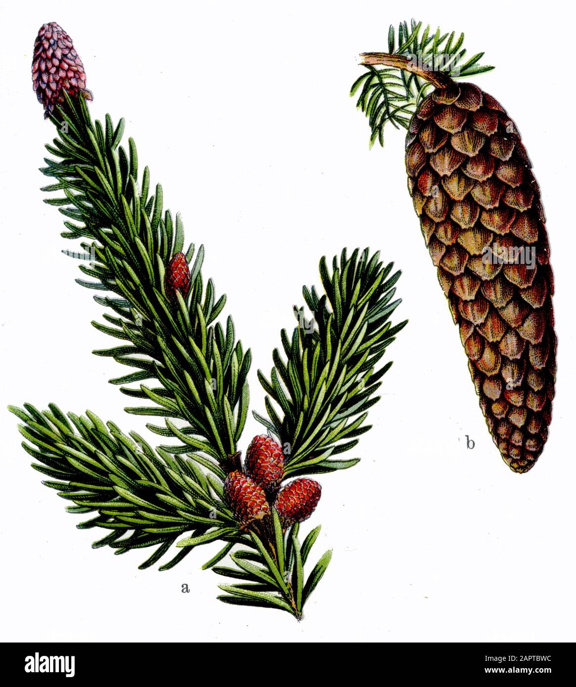 Epicéa de Norvège, Epicéa européen Picea abies (livre botanique, 1909) Banque D'Images