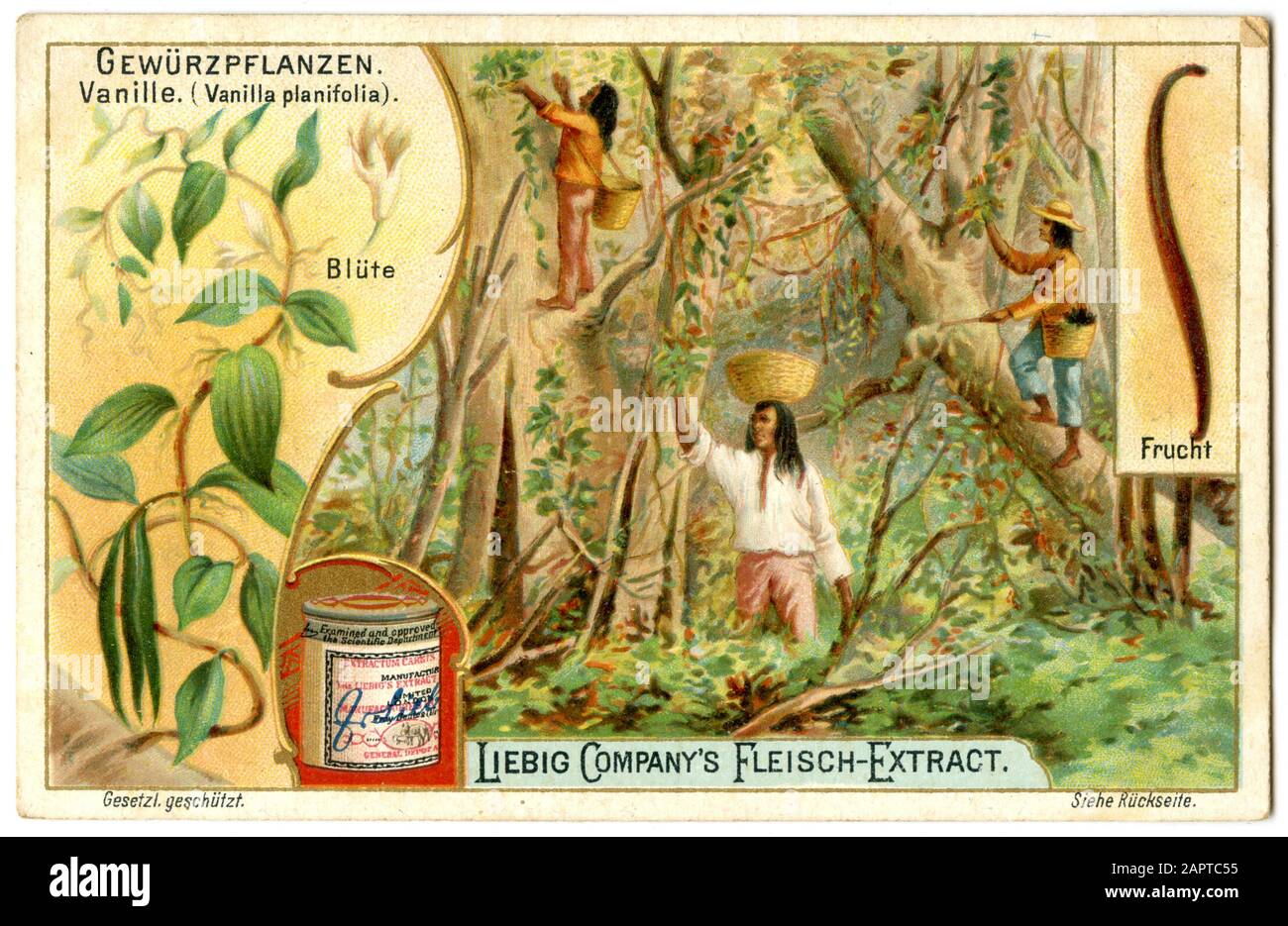 Plante de vanille, fruits et récolte sur une image Liebig vanille planifolia, (, ) Banque D'Images
