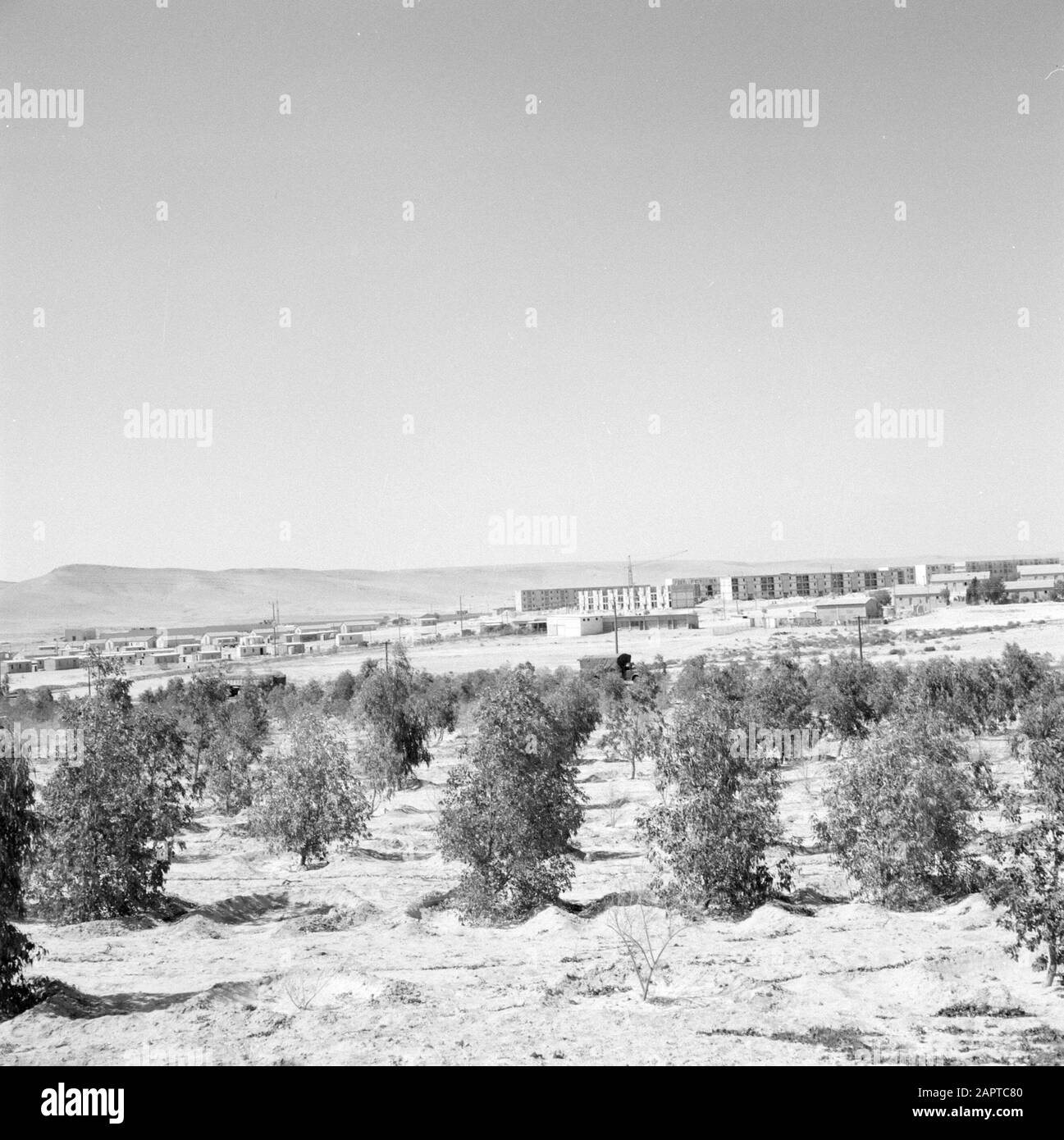 Israël - Dimona vue de la ville de Dimona avec plantation d'arbres au premier plan Date: 1 janvier 1963 lieu: Dimona, Israël, Negev mots clés: Arbres, nouvelle construction, urbanisme, logement Banque D'Images
