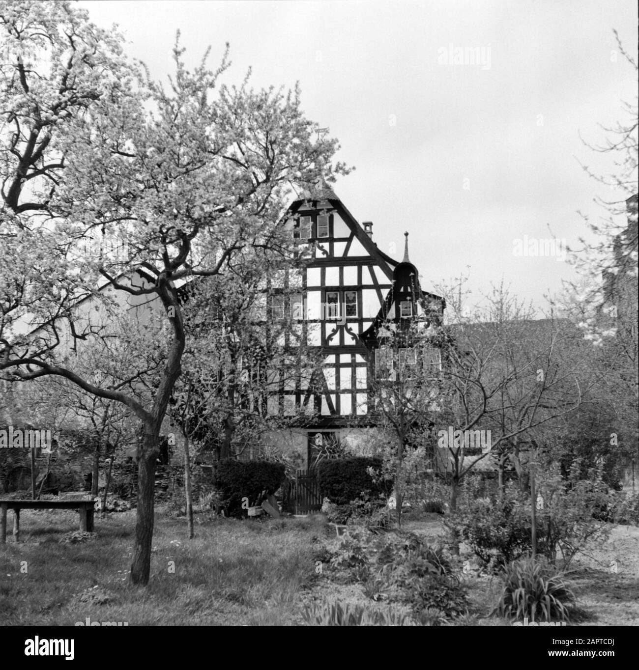 Vue sur la Moselle de la maison avec trois façades construites au XVIIe siècle Date : 1959 lieu : Allemagne, Kröv, Rhénanie-Palatinat, Allemagne de l'Ouest mots clés : arbres, statues de village, jardins, habitations Banque D'Images