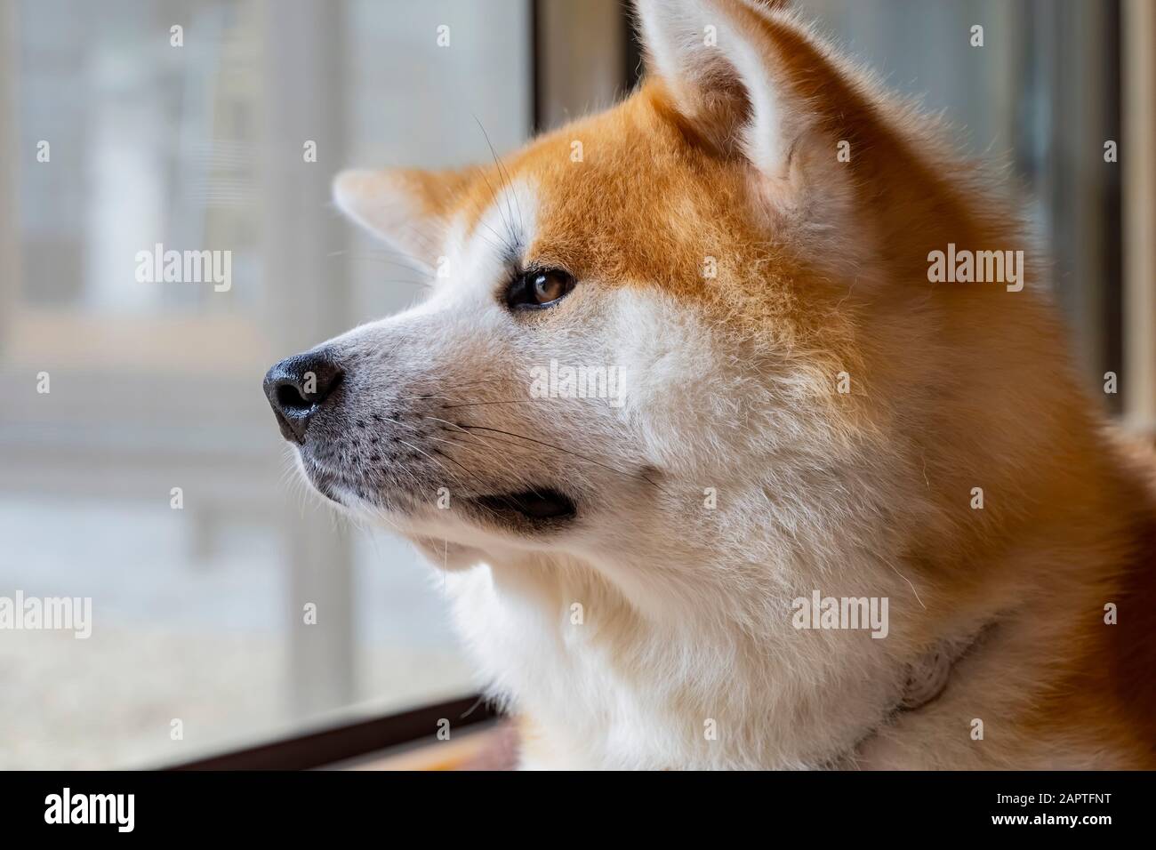 Gros plan sur le joli chien Akita à Kakunodate, Japon Banque D'Images