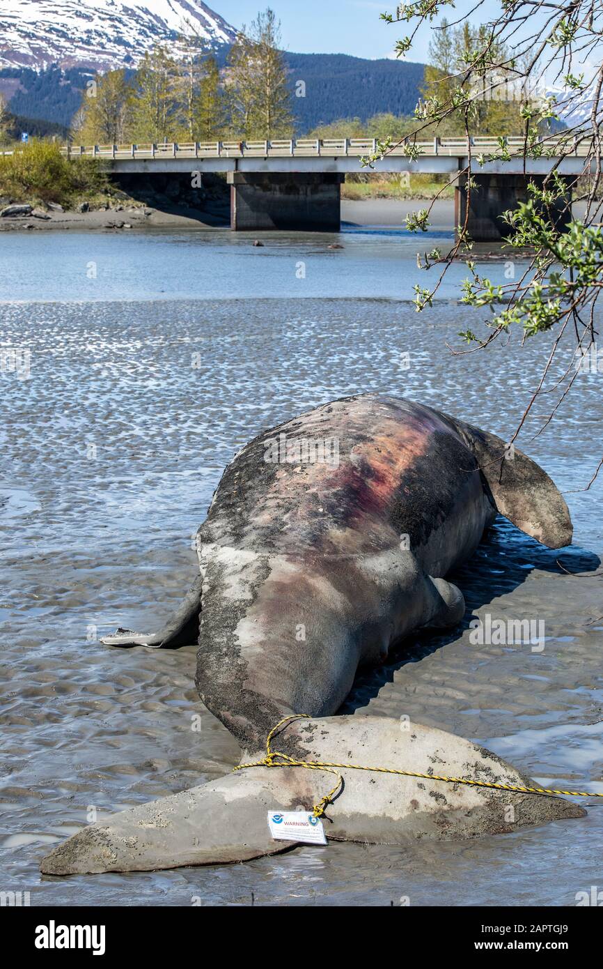 Une baleine grise (Eschrichtius robustus) s'est lavée et a été entorchée sur les rives d'une rivière qui se nourrit du bras Turnagain.L'autoroute Seward peut être vue en ba... Banque D'Images