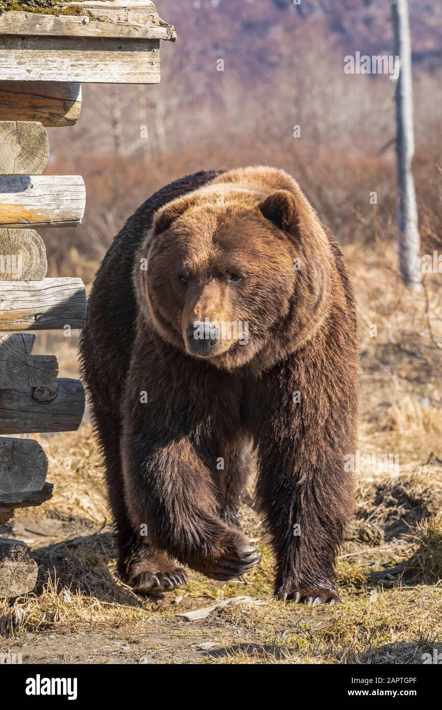 Le sanglier d'ours brun (Ursus arctos) passe devant une ancienne cabane en rondins, Alaska Wildlife conservation Center; Portage, Alaska, États-Unis d'Amérique Banque D'Images
