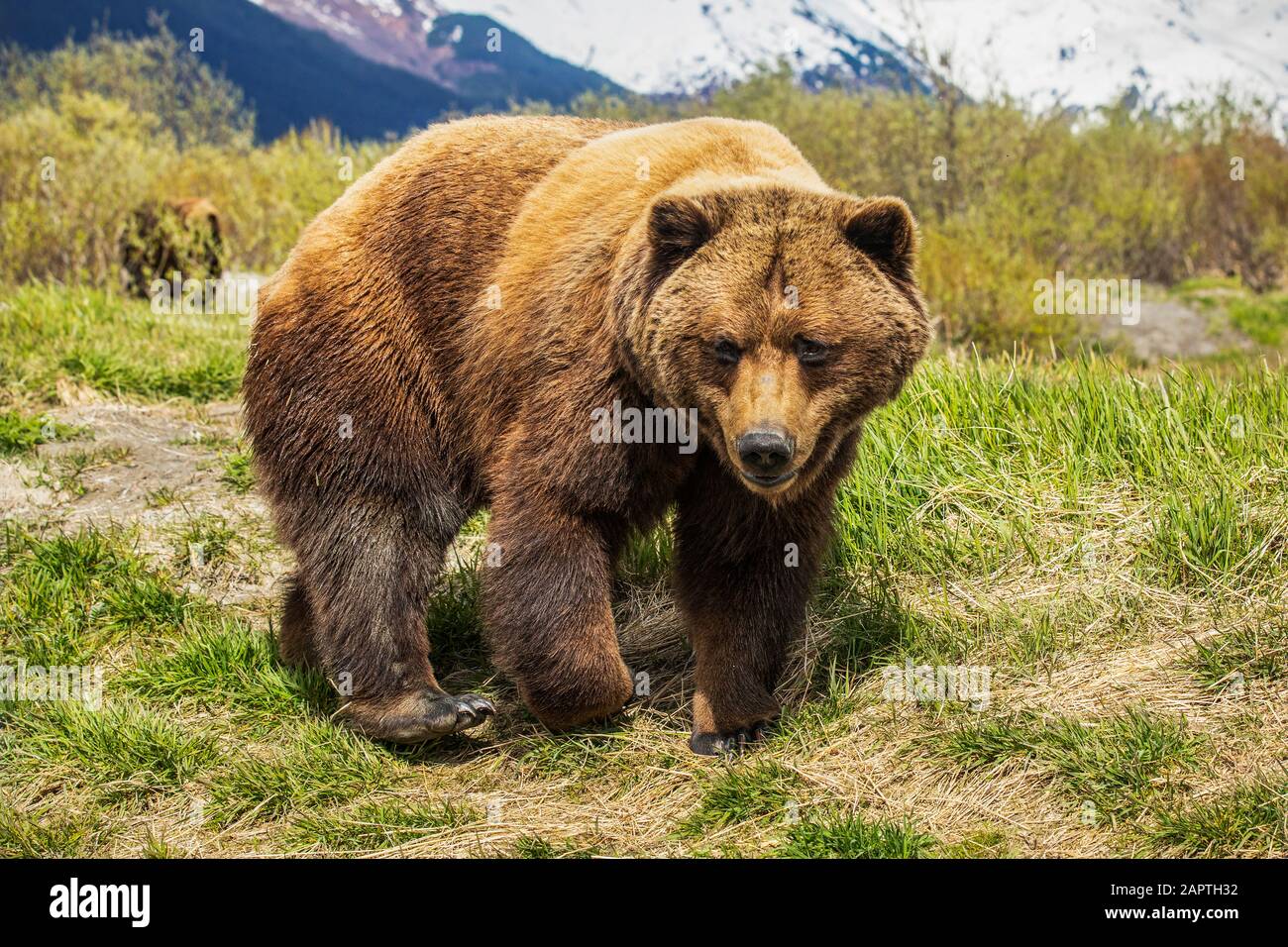 Truie d'ours brun (Ursus arctos), Alaska Wildlife conservation Centre; Portage, Alaska, États-Unis d'Amérique Banque D'Images