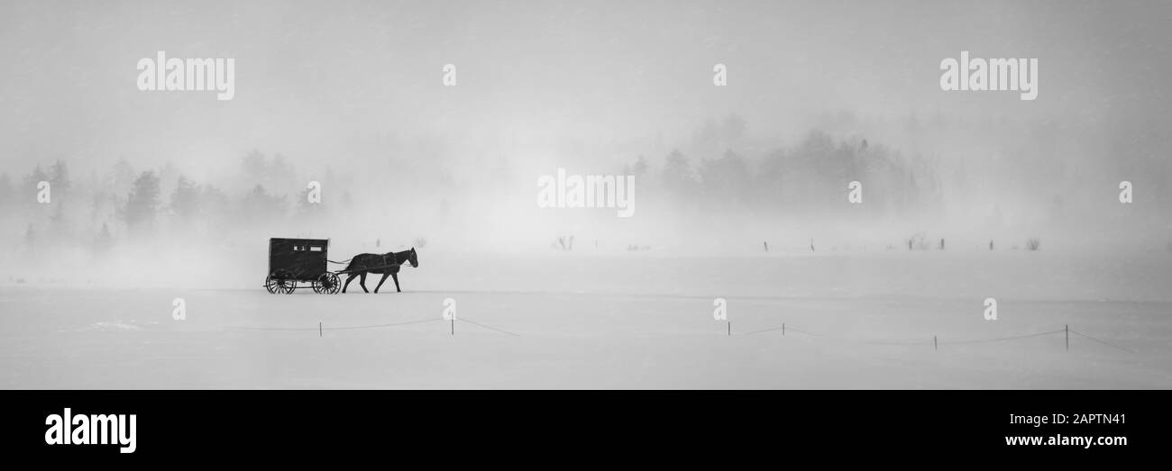 Cheval et buggy dans une tempête de neige; Sault St. Marie, Michigan, États-Unis d'Amérique Banque D'Images