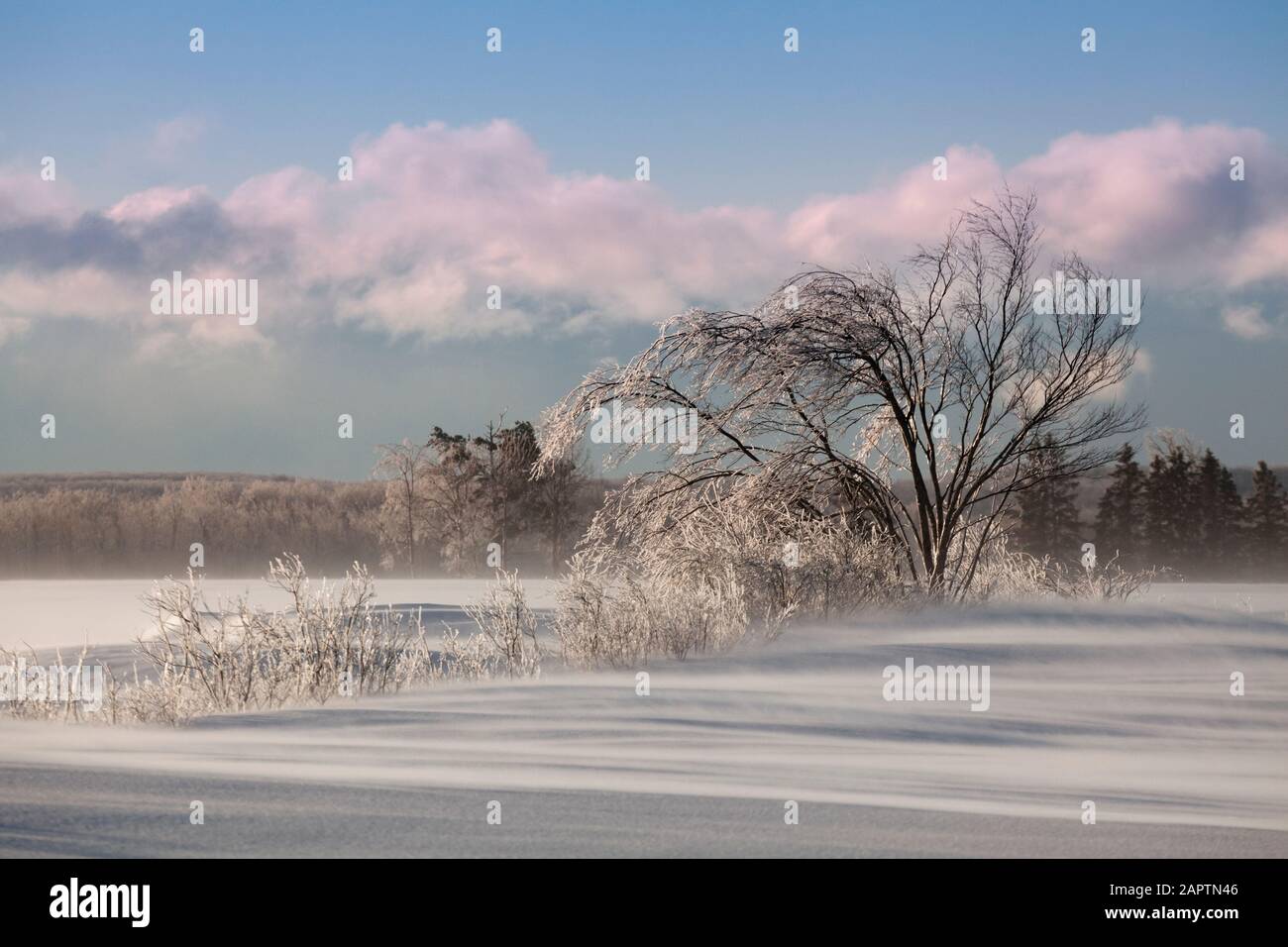 Paysage d'hiver avec champs enneigés, brouillard glacé et ciel bleu; Sault St. Marie, Michigan, États-Unis d'Amérique Banque D'Images