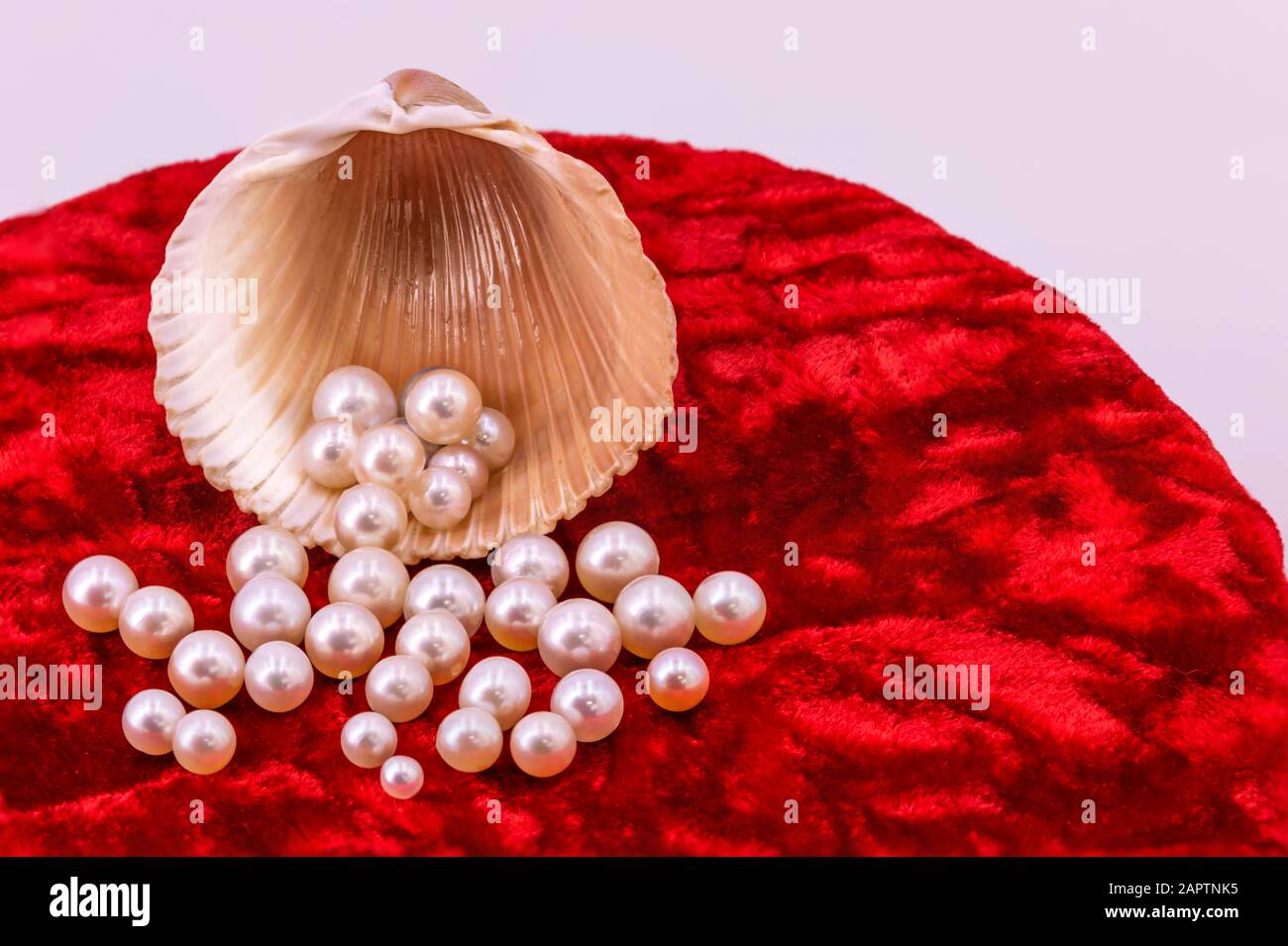 Akoya perles et une coquille sur le velours rouge feu Banque D'Images