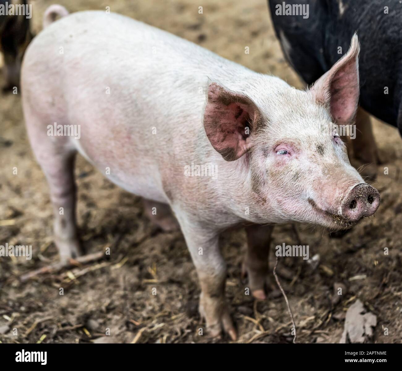 Cochon rose dans une ferme; Armstrong, Colombie-Britannique, Canada Banque D'Images