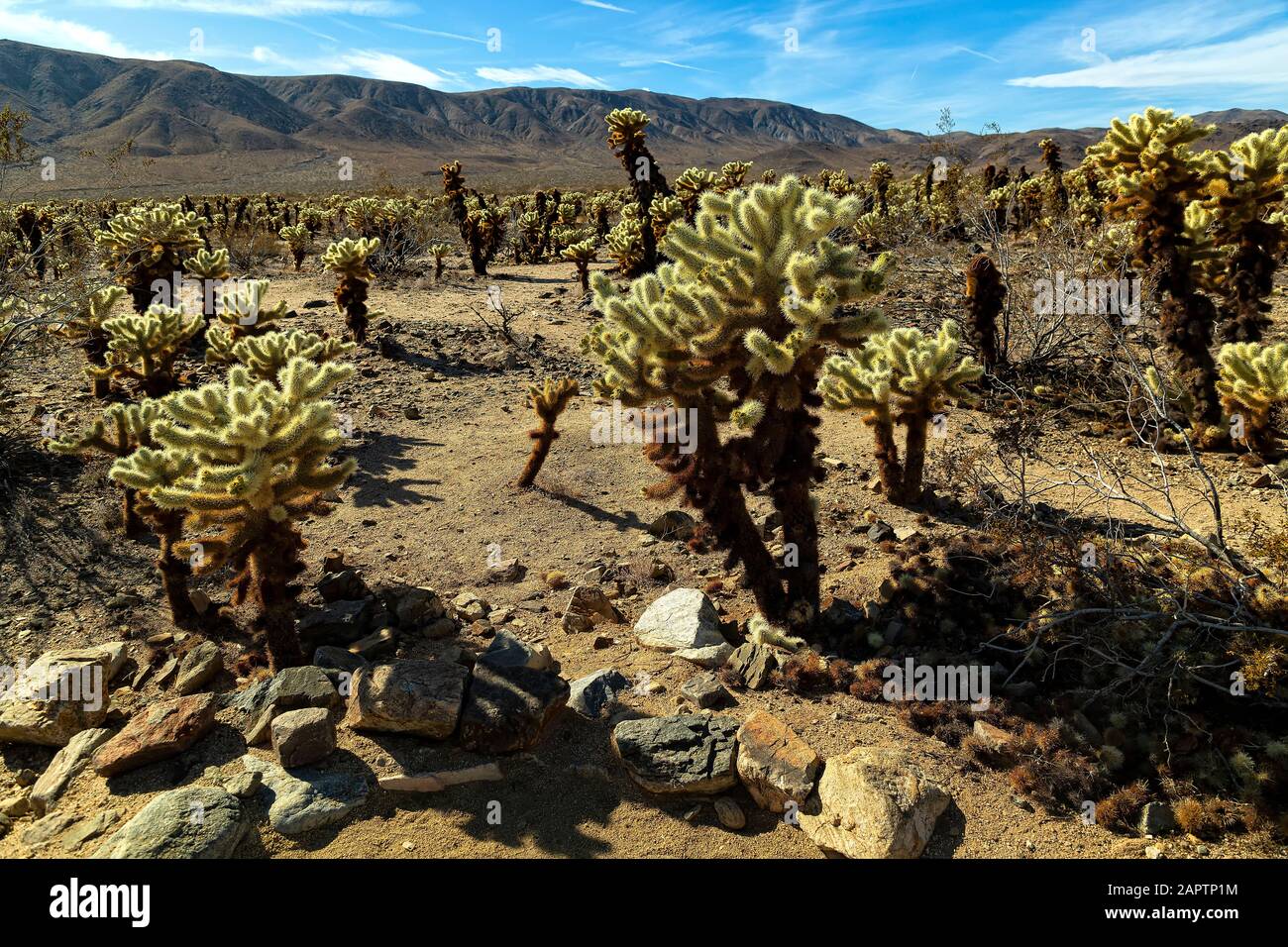 Joshua Tree National Park Californie États-Unis. Jardin Des Cactus De La Jolla. Banque D'Images