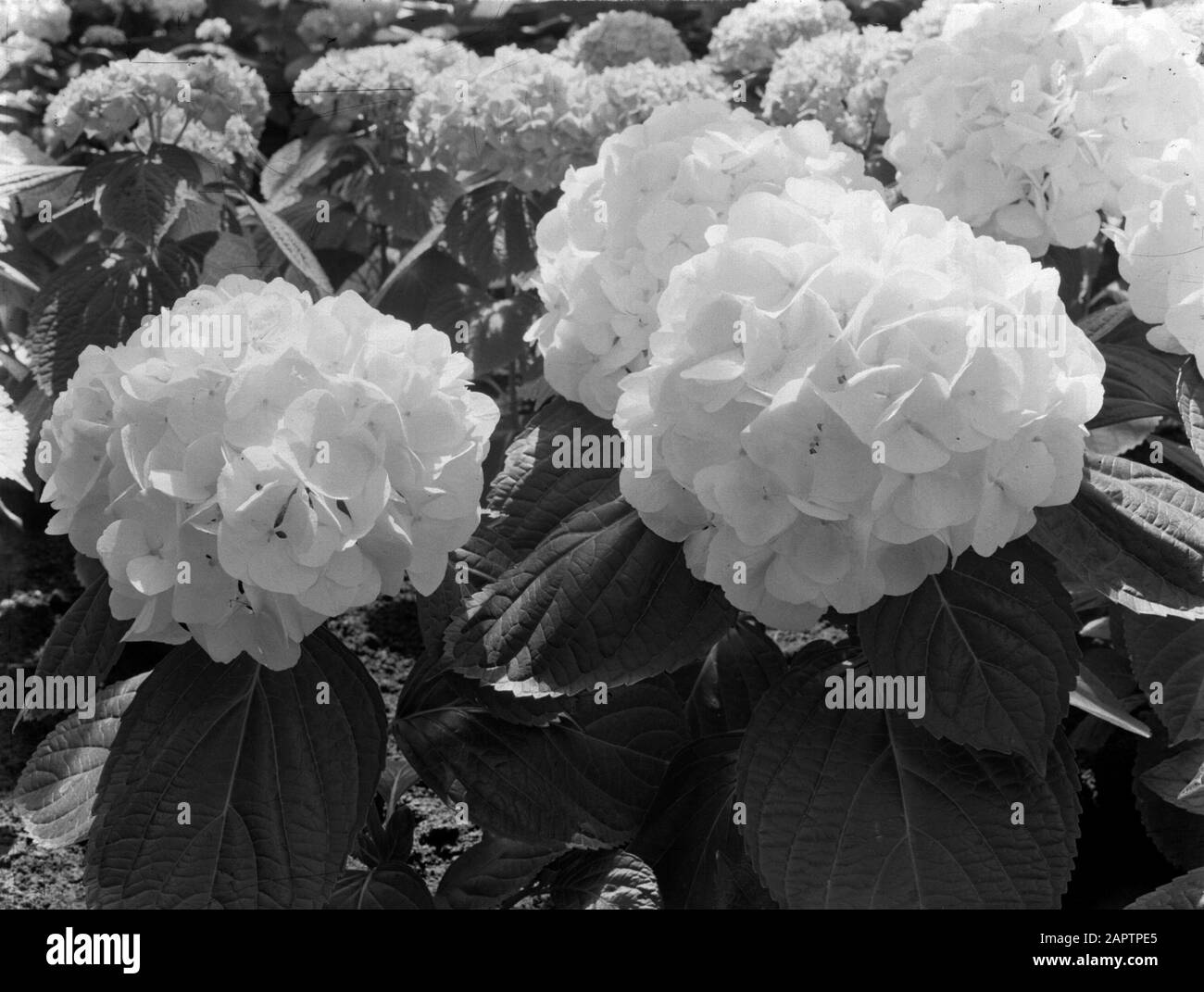 Photos de produits; plantes à effet de serre Hydangeas dans la serre de fa. D. Baardse in Aalsmeer Date: 1935 lieu: Aalsmeer, Noord-Holland mots clés: Serres, plantes Banque D'Images