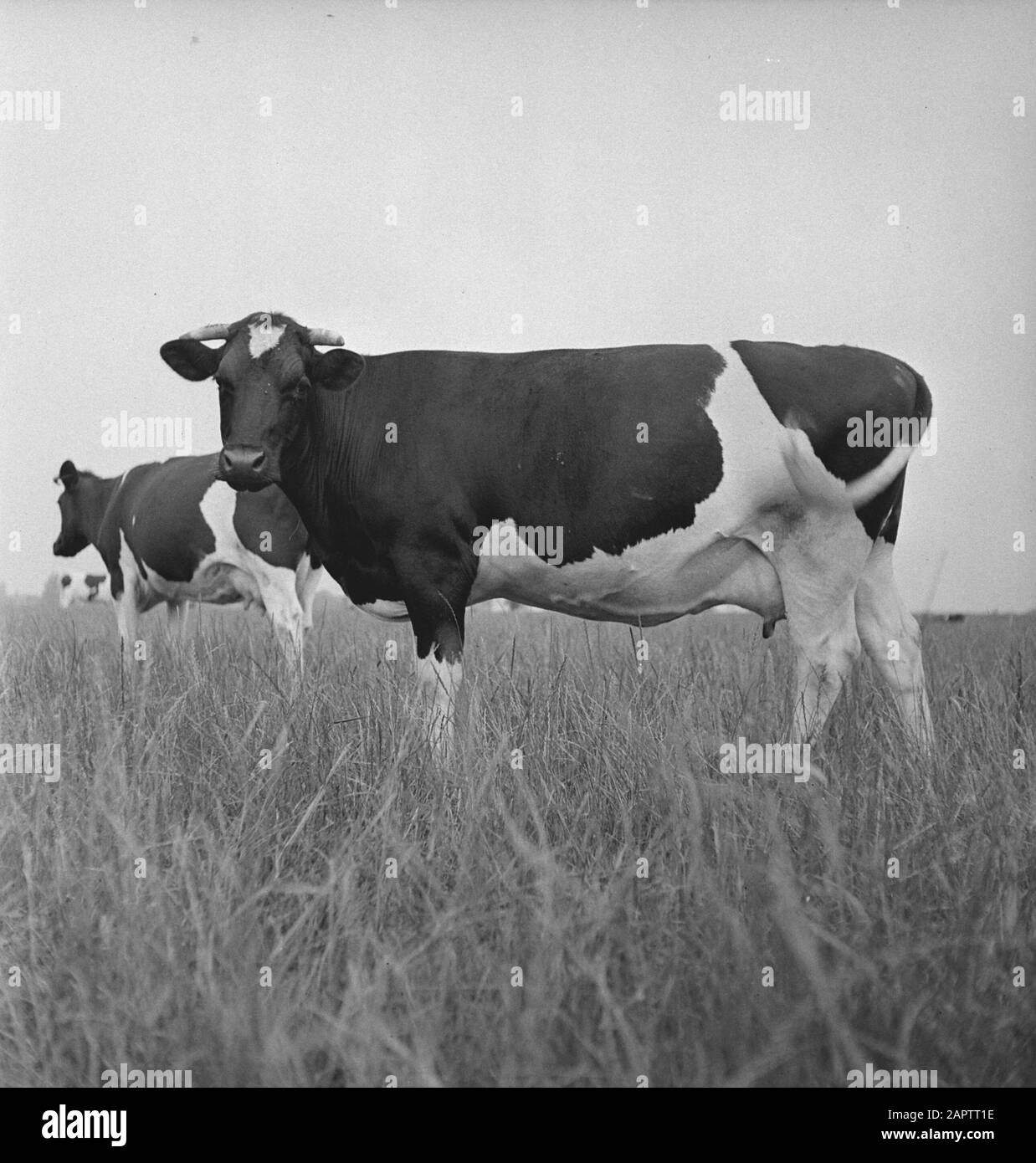 HIE [Pays-Bas en Angleterre]/Anefo Londres en 1938, la Hollande avait environ 1,5 million de vaches laitières, produisant en moyenne 1000 gallons de lait par p.a., avec une teneur en matières grasses de 3,56. De nombreuses vaches et taureaux champions ont été exportés pour établir de nouveaux troupeaux dans plusieurs pays. Les deux plus anciens troupeaux établis en Angleterre sont le Terling et le troupeau de Lavenham, qui compte plus de 1500 têtes dans les fermes de Lord Rauleigh dans l'Essex. Ces troupeaux - testés et testés à la tuberculine - ont contenu de nombreux champions, gagnant des premiers prix dans les salons laitiers déjà dans le pays. Date : Juin 1943 Lieu : Essex, Grande Bretagne Banque D'Images