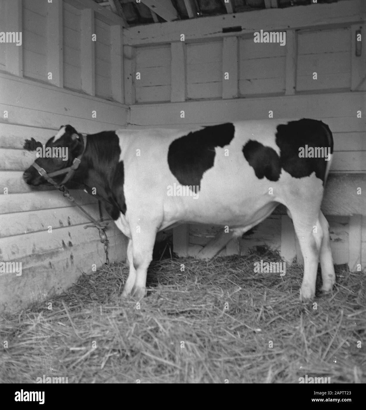 HIE [Pays-Bas en Angleterre]/Anefo Londres en 1938, la Hollande avait environ 1,5 million de vaches laitières, produisant en moyenne 1000 gallons de lait par p.a., avec une teneur en matières grasses de 3,56. De nombreuses vaches et taureaux champions ont été exportés pour établir de nouveaux troupeaux dans plusieurs pays. Les deux plus anciens troupeaux établis en Angleterre sont le Terling et le troupeau de Lavenham, qui compte plus de 1500 têtes dans les fermes de Lord Rauleigh dans l'Essex. Ces troupeaux - testés et testés à la tuberculine - ont contenu de nombreux champions, gagnant les premiers prix aux spectacles laitiers al dans tout le pays. Le veau de taureau de 8 mois a également été élevé de la famille Grey D. Banque D'Images