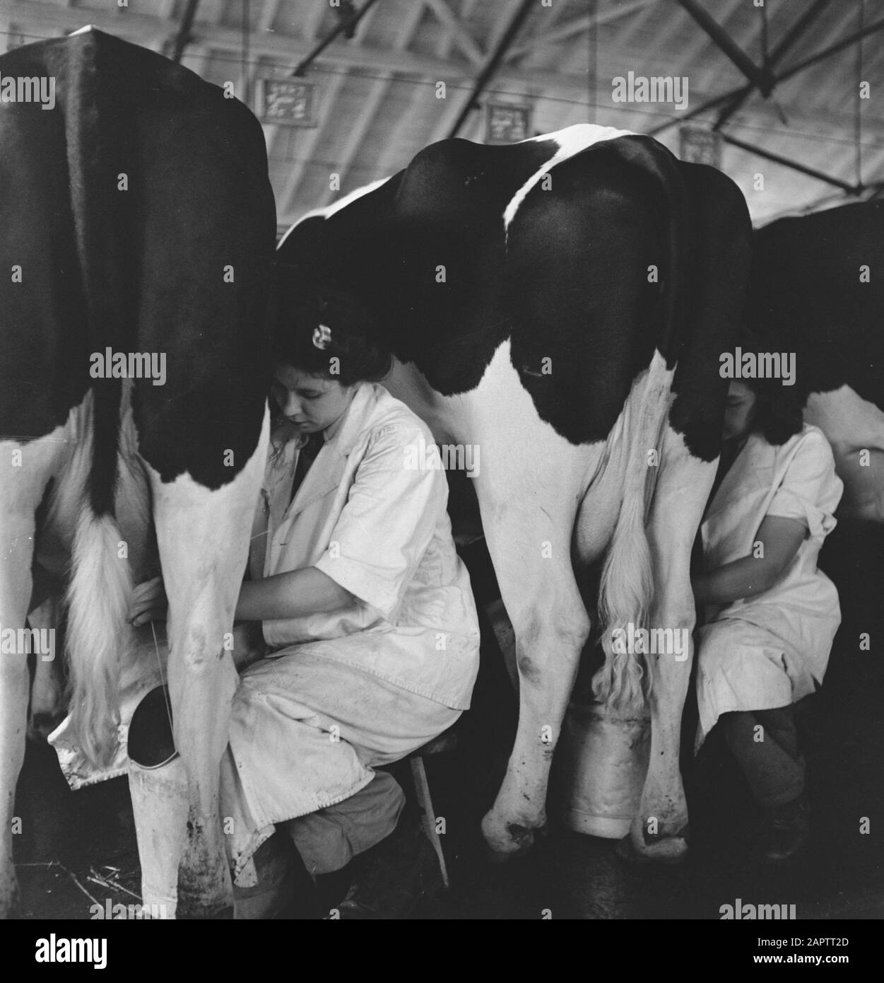 HIE [Pays-Bas en Angleterre]/Anefo Londres en 1938, la Hollande avait environ 1,5 million de vaches laitières, produisant en moyenne 1000 gallons de lait par p.a., avec une teneur en matières grasses de 3,56. De nombreuses vaches et taureaux champions ont été exportés pour établir de nouveaux troupeaux dans plusieurs pays. Les deux plus anciens troupeaux établis en Angleterre sont le Terling et le troupeau de Lavenham, qui compte plus de 1500 têtes dans les fermes de Lord Rauleigh dans l'Essex. Ces troupeaux - testés et testés à la tuberculine - ont contenu de nombreux champions, gagnant des premiers prix dans les salons laitiers déjà dans le pays. Vaches en milled [les vaches sont milled] Date: Juin Banque D'Images