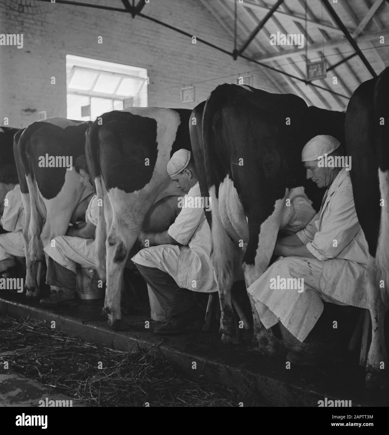 HIE [Pays-Bas en Angleterre]/Anefo Londres en 1938, la Hollande avait environ 1,5 million de vaches laitières, produisant en moyenne 1000 gallons de lait par p.a., avec une teneur en matières grasses de 3,56. De nombreuses vaches et taureaux champions ont été exportés pour établir de nouveaux troupeaux dans plusieurs pays. Les deux plus anciens troupeaux établis en Angleterre sont le Terling et le troupeau de Lavenham, qui compte plus de 1500 têtes dans les fermes de Lord Rauleigh dans l'Essex. Ces troupeaux - testés et testés à la tuberculine - ont contenu de nombreux champions, gagnant des premiers prix dans les salons laitiers déjà dans le pays. Milking Time Date : Juin 1943 Lieu : Essex, Banque D'Images