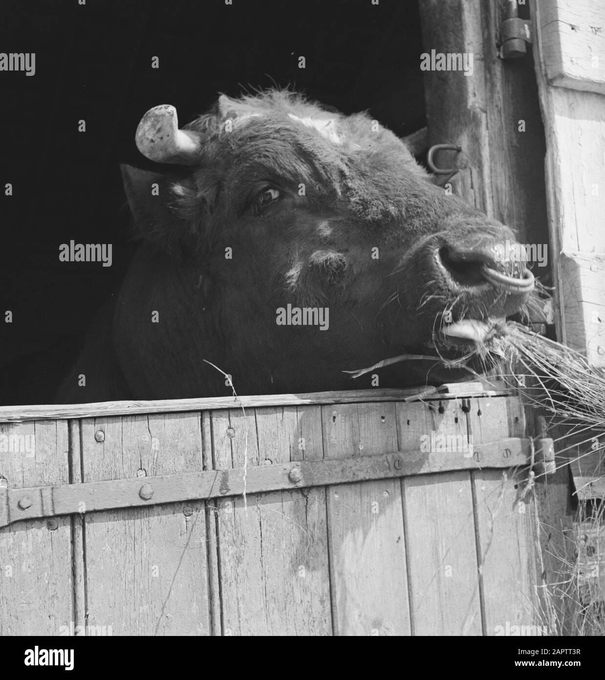 HIE [Pays-Bas en Angleterre]/Anefo Londres en 1938, la Hollande avait environ 1,5 million de vaches laitières, produisant en moyenne 1000 gallons de lait par p.a., avec une teneur en matières grasses de 3,56. De nombreuses vaches et taureaux champions ont été exportés pour établir de nouveaux troupeaux dans plusieurs pays. Les deux plus anciens troupeaux établis en Angleterre sont le Terling et le troupeau de Lavenham, qui compte plus de 1500 têtes dans les fermes de Lord Rauleigh dans l'Essex. Ces troupeaux - testés et testés à la tuberculine - ont contenu de nombreux champions, gagnant des premiers prix dans les salons laitiers déjà dans le pays. Stockbul Hales Zwarte Theme, fils de Hales (im Banque D'Images