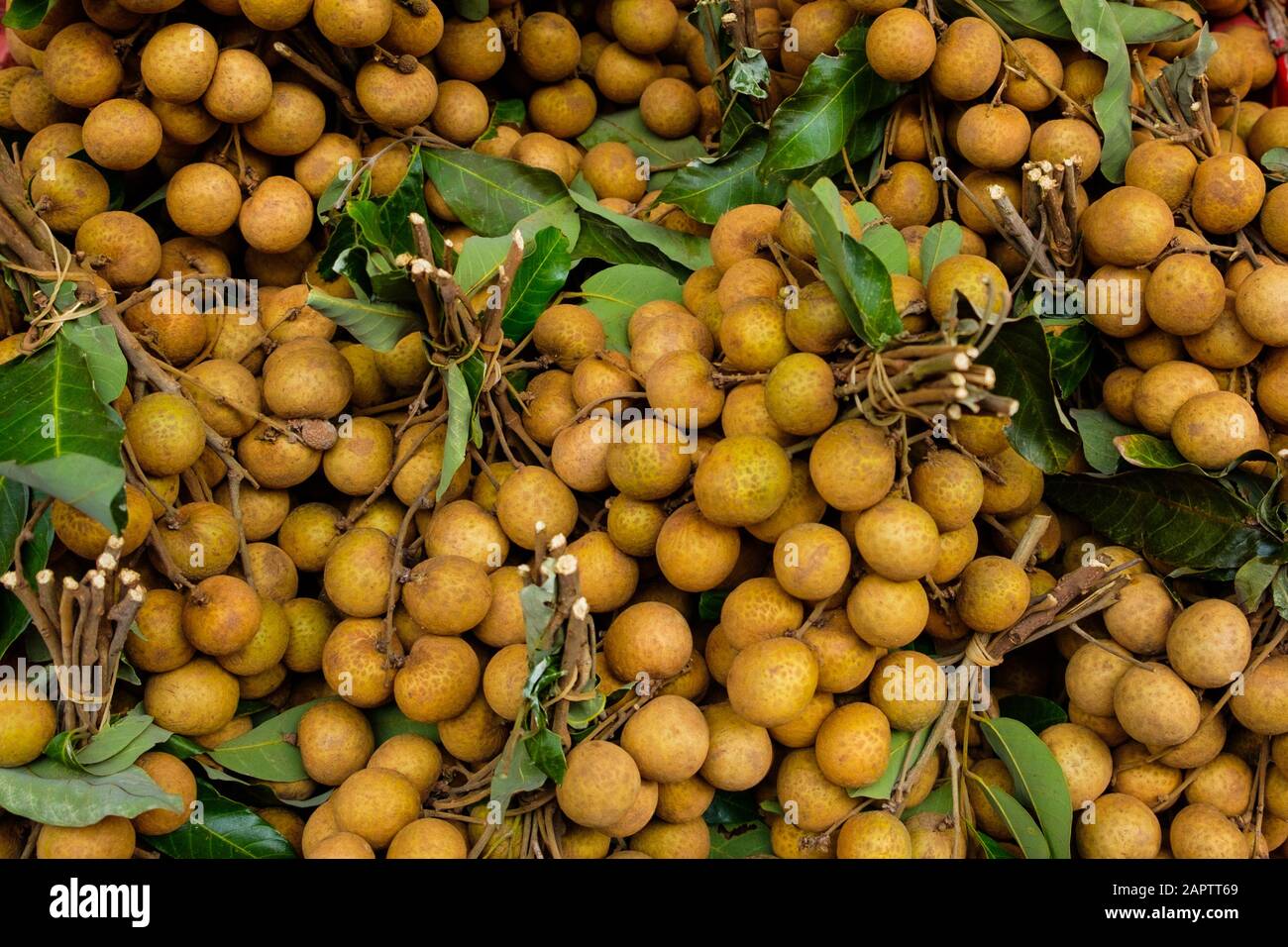 Dimocarpus longane ou longane fruits sur le marché - Banque D'Images