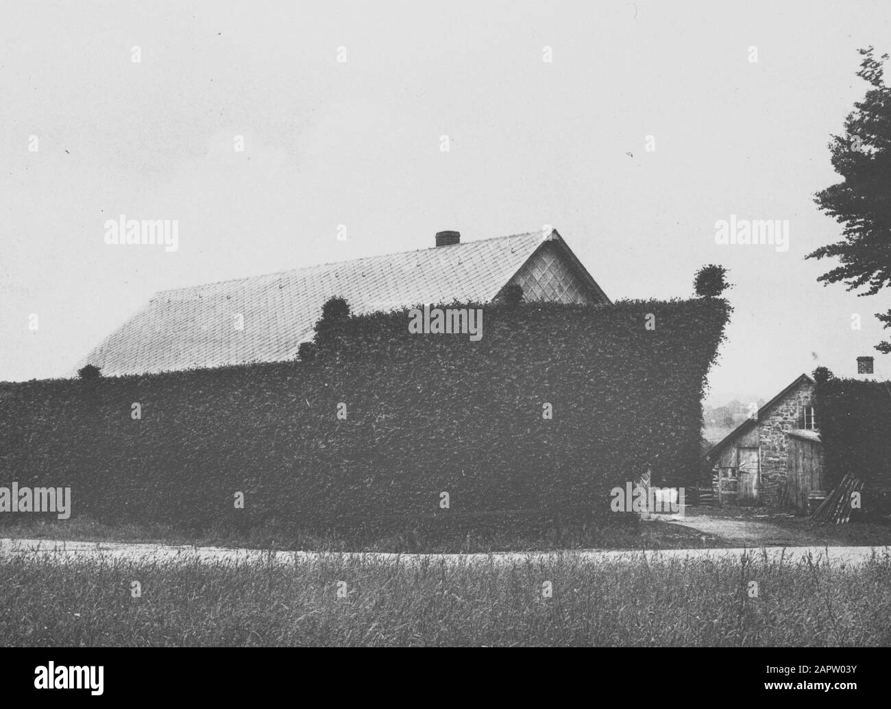 Contre le vent Date: Non daté mots clés: Inorganique, dommage Nom personnel: Hêtres haie Banque D'Images