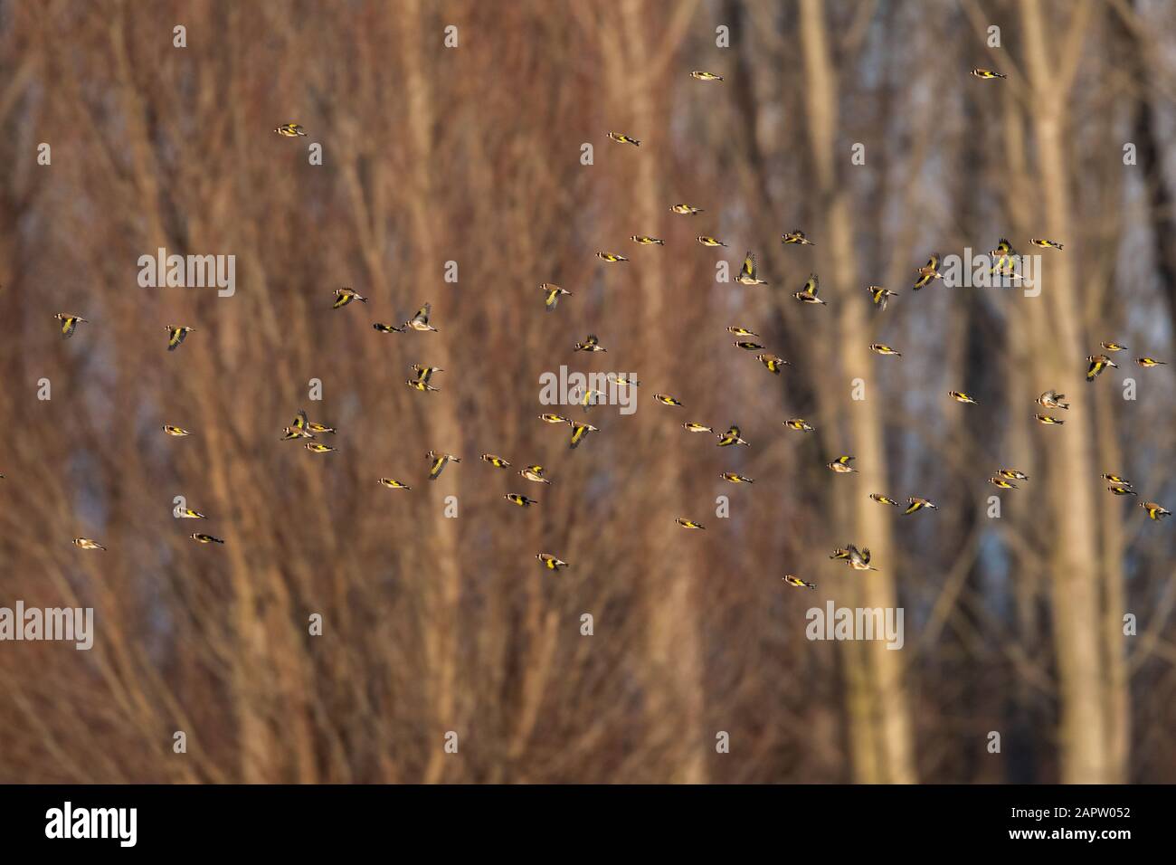 Petits oiseaux Banque D'Images