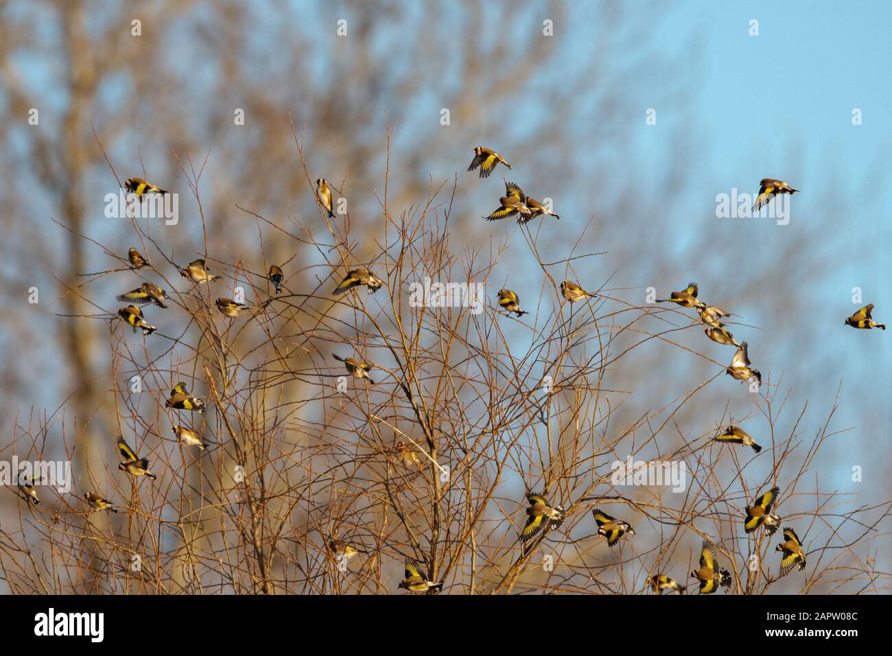 Petits oiseaux Banque D'Images