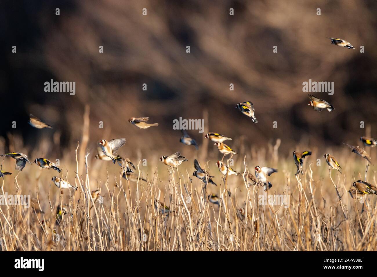 Petits oiseaux Banque D'Images