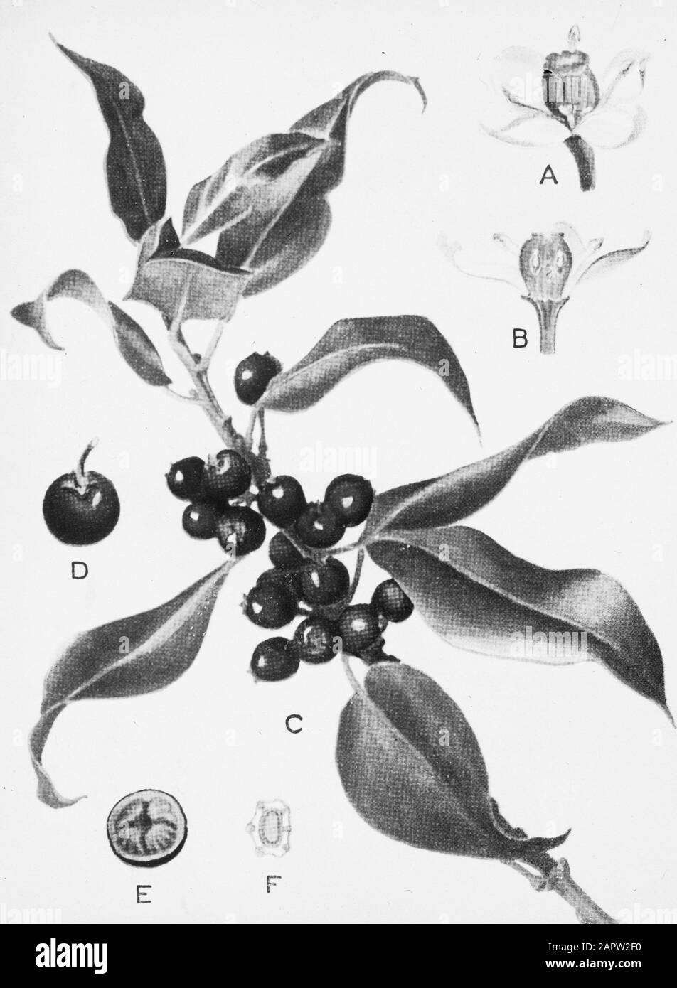 Bois caduque, arbres, forêts, avenues, botanique, ilex aquitfolium, houx Date: Non daté mots clés: Arbres, forêts, botanique, avenues, bois caduque Nom personnel: Holly, ilex aquitfolium Banque D'Images